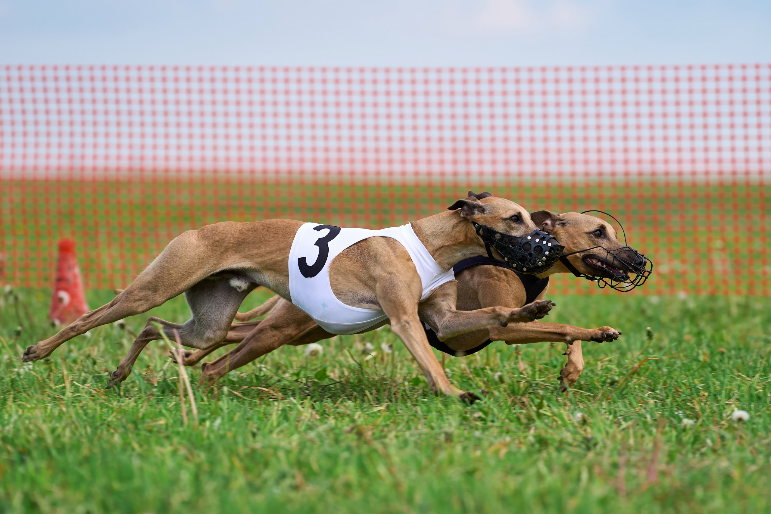 Квалификация по рейсингу. РАЛББ и Курсинг на Ярославке. Фотограф-анималист Михаил Манухин