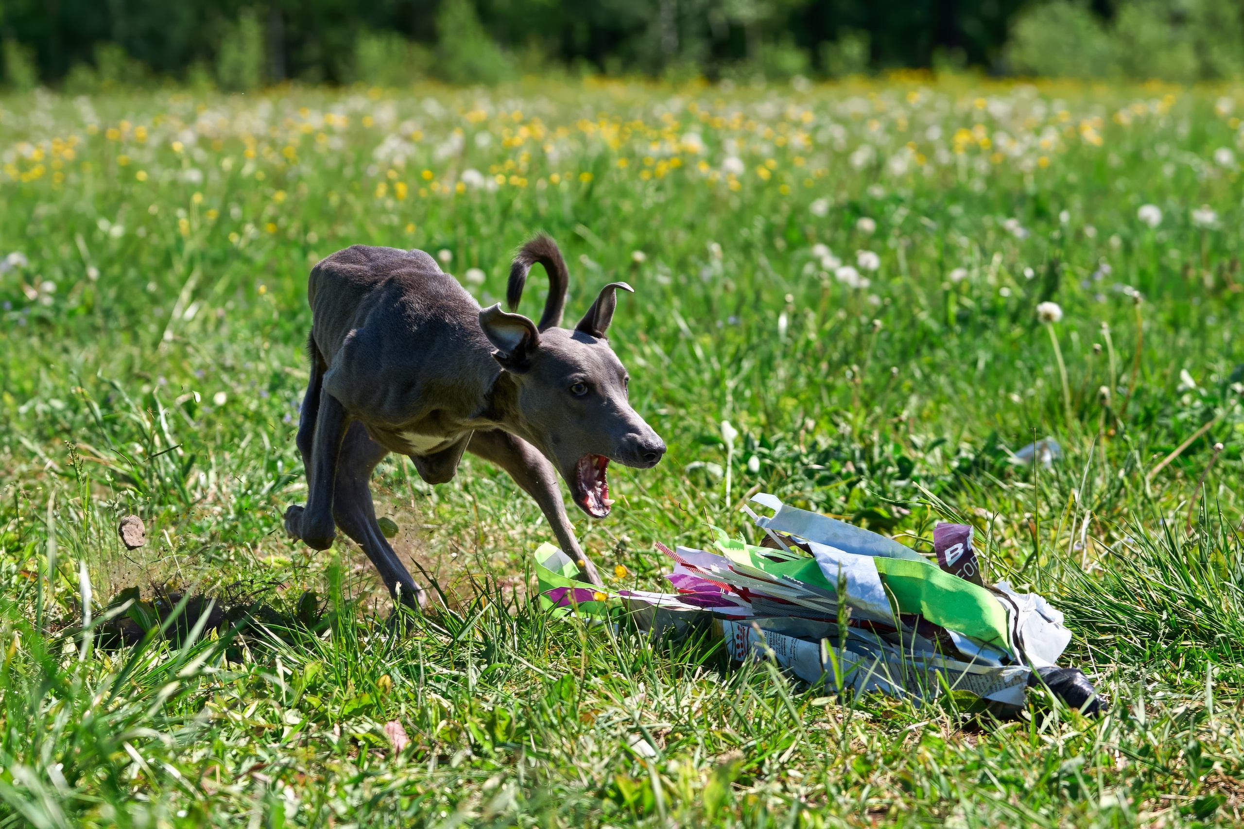 Тренировка по курсингу Донино. Фотограф-анималист Михаил Манухин