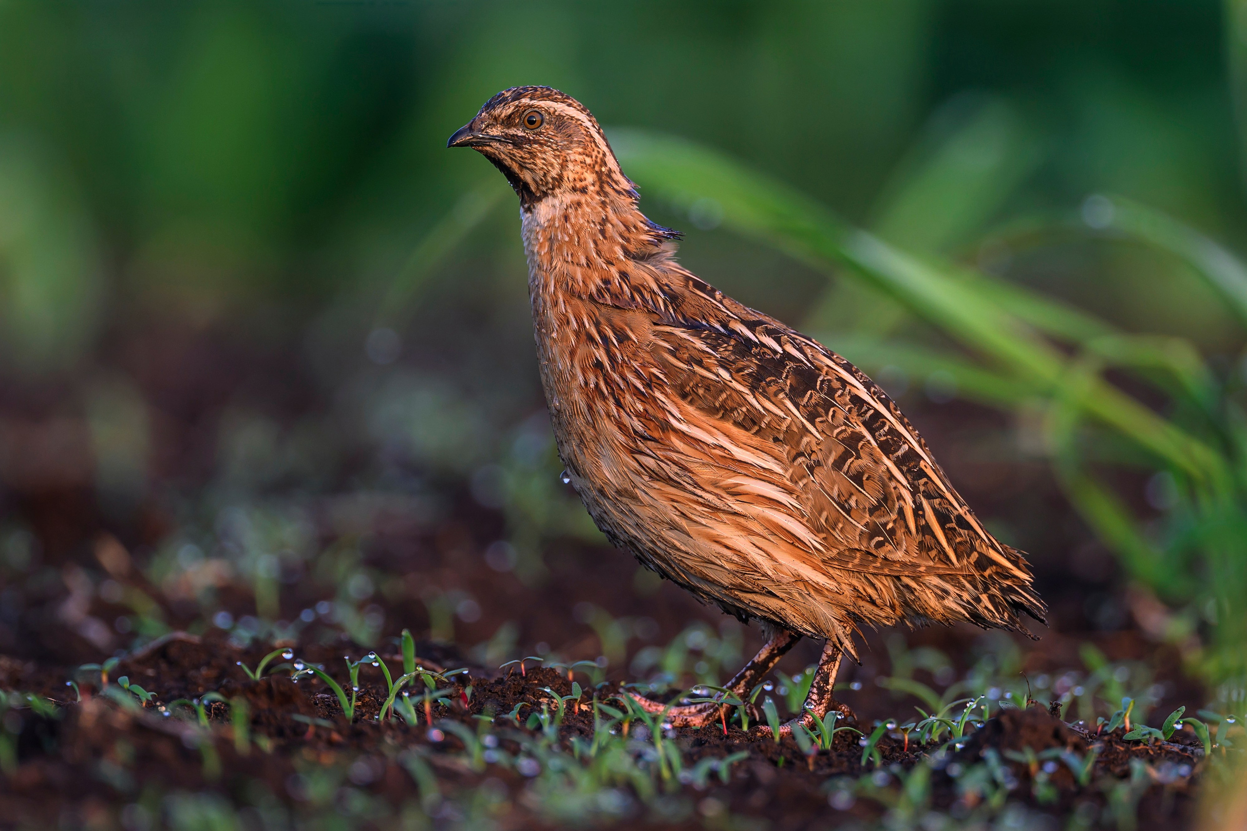 Перепел. Фотограф Сергей Пупонин