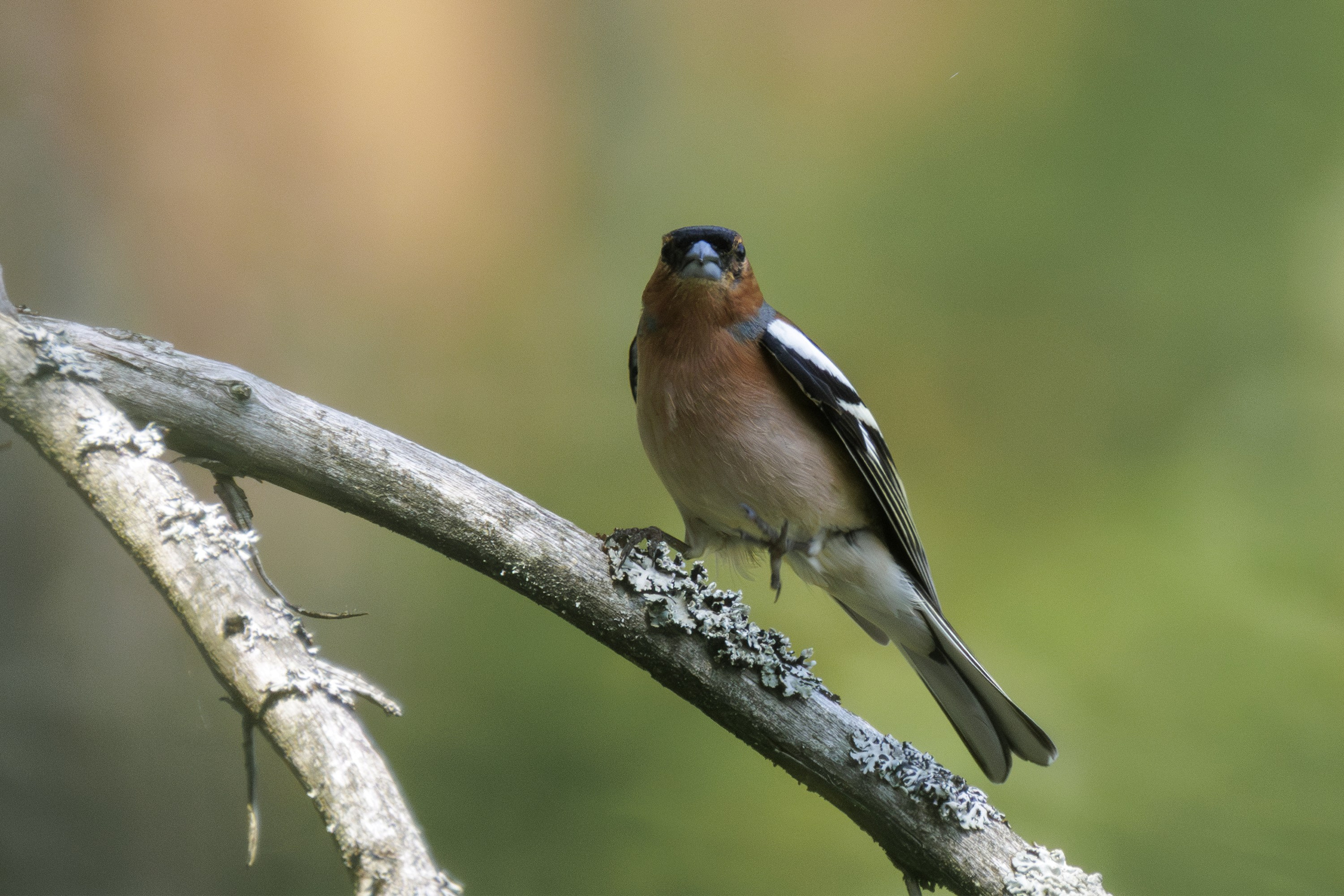 Фотограф дикой природы Роман Исаенков