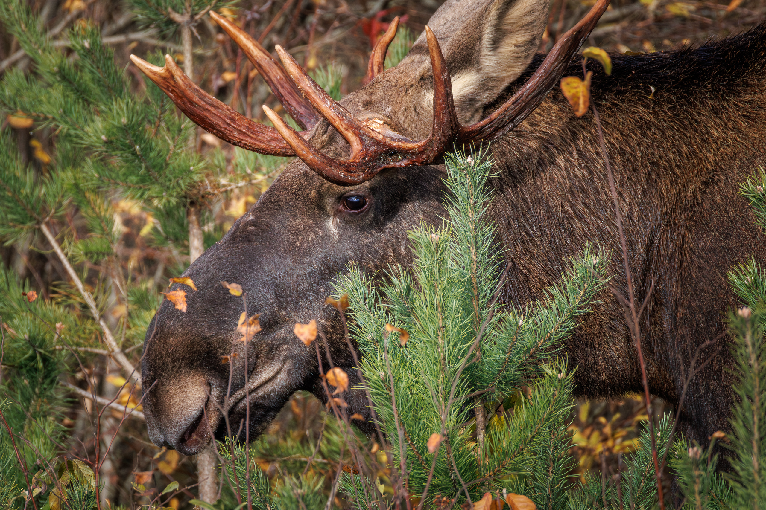 Фотограф дикой природы Роман Исаенков