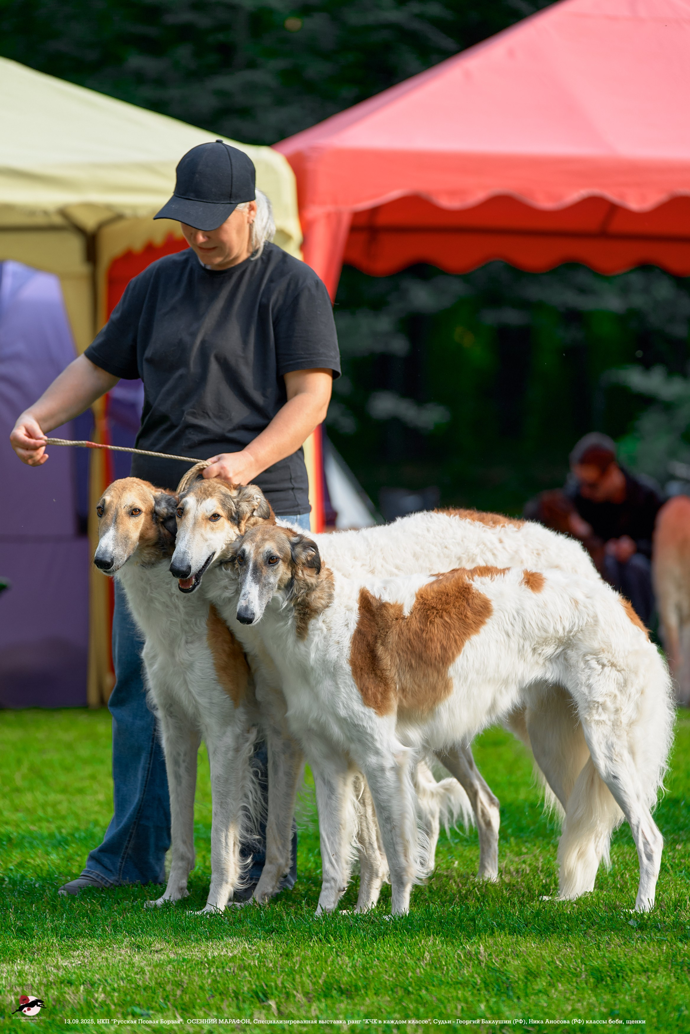 ОСЕННИЙ МАРАФОН | Специализированная выставка породы Русская Псовая Борзая ранг "КЧК в каждом классе"