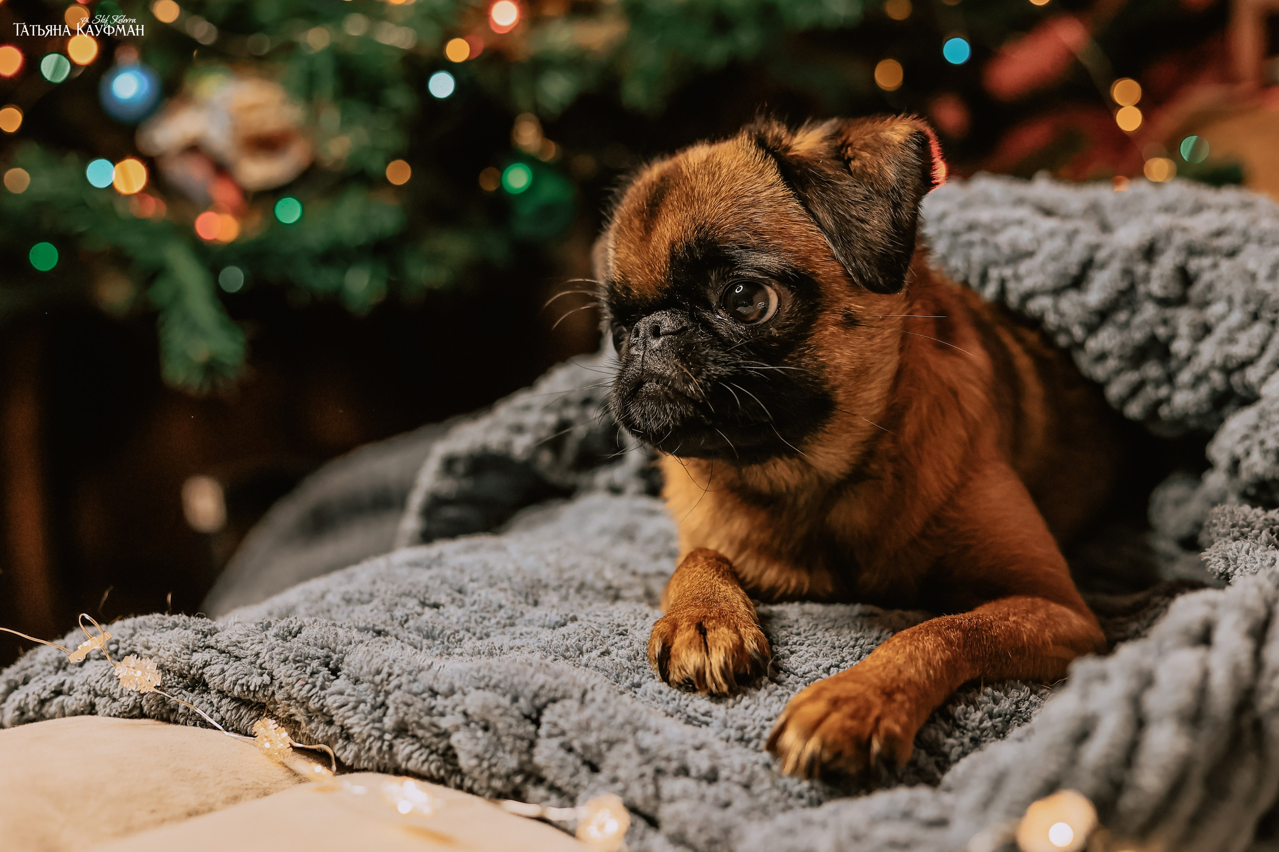 Малый брабансон, фотография брабансон, красивая собака, фотограф анималист, фотокурс Анималистика, научиться фотографировать собак, фотограф Новосибирск