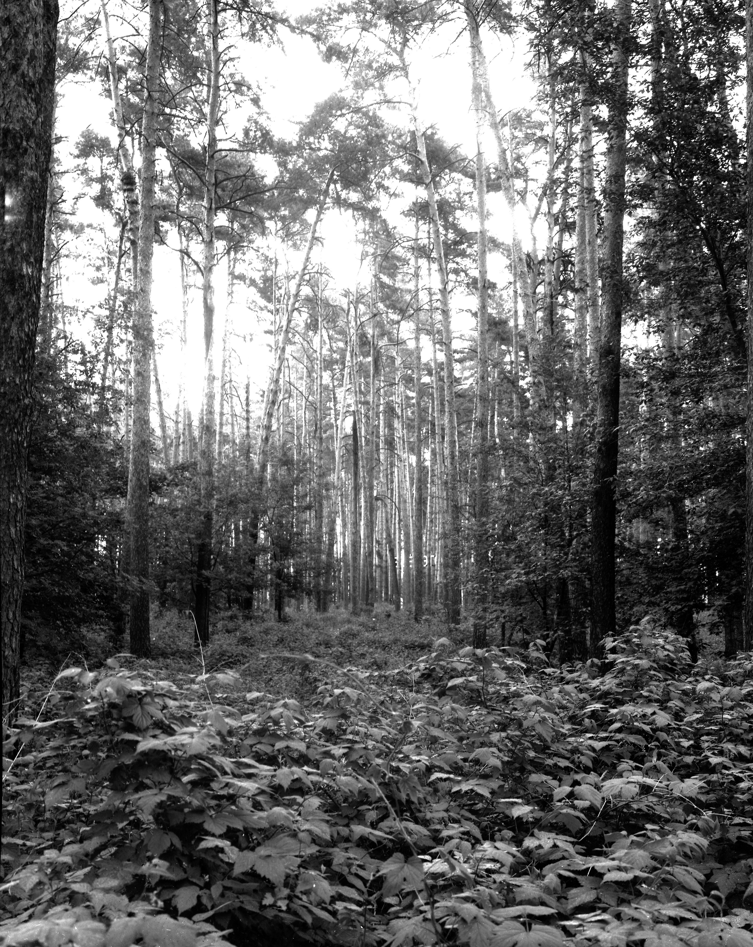 Iron Rose. Valerii Konkov