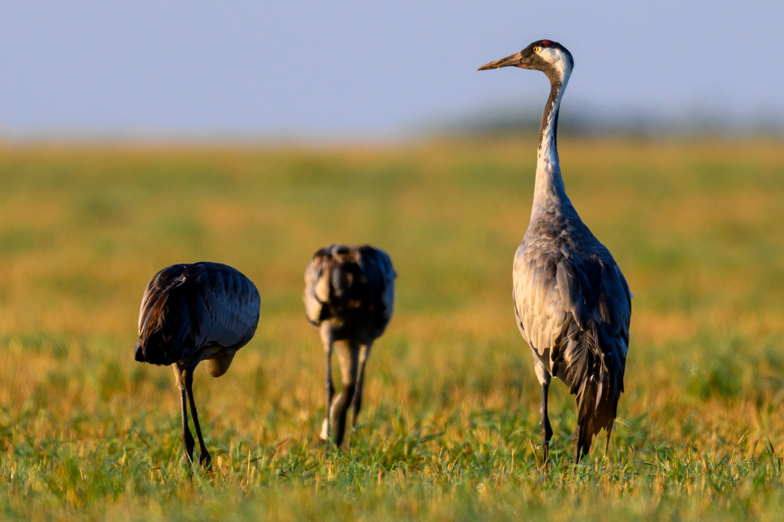 Танцы журавлей. Dances of the Cranes. Фотограф Сергей Пупонин