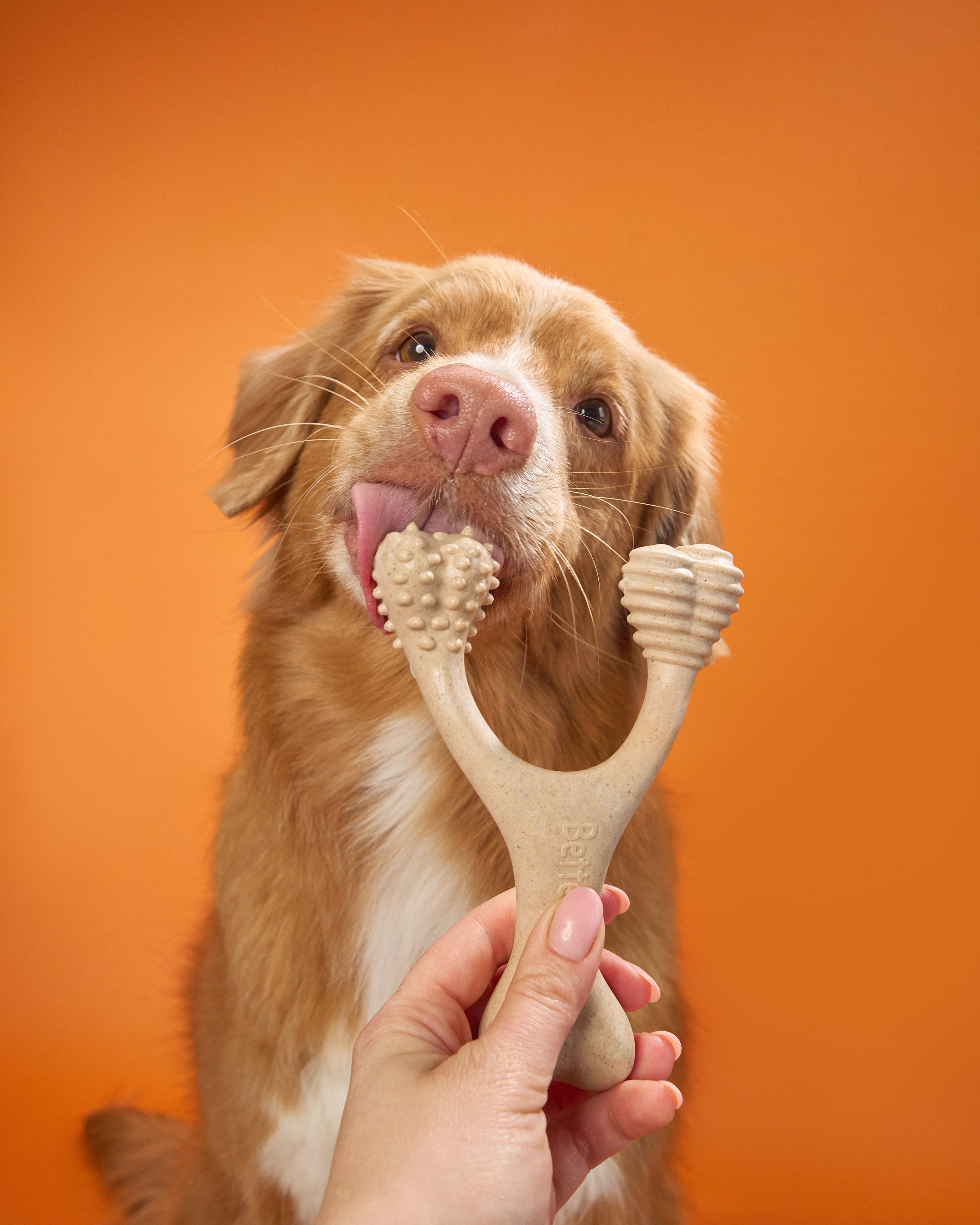Pet Advertising Photography | Commercial Shoots with Dogs & Cats. Dog photographer Averianova Anna — Art photography of dogs
