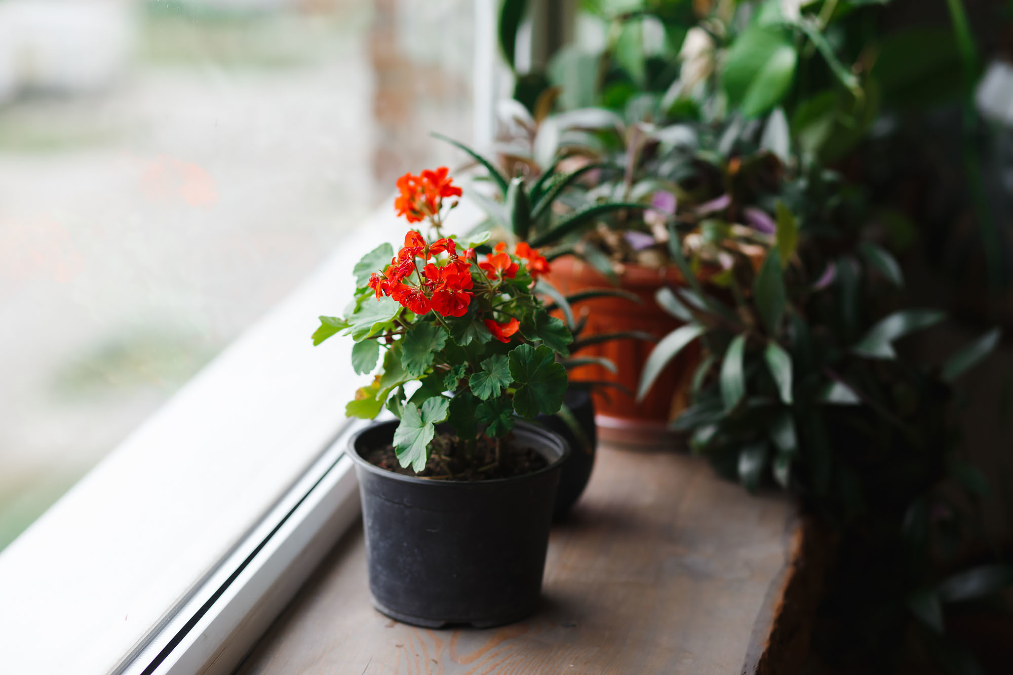 Анонс Краснодарской свадьбы. Свадебный фотограф Краснодар, Сочи, Геленджик, Анапа, Ростов