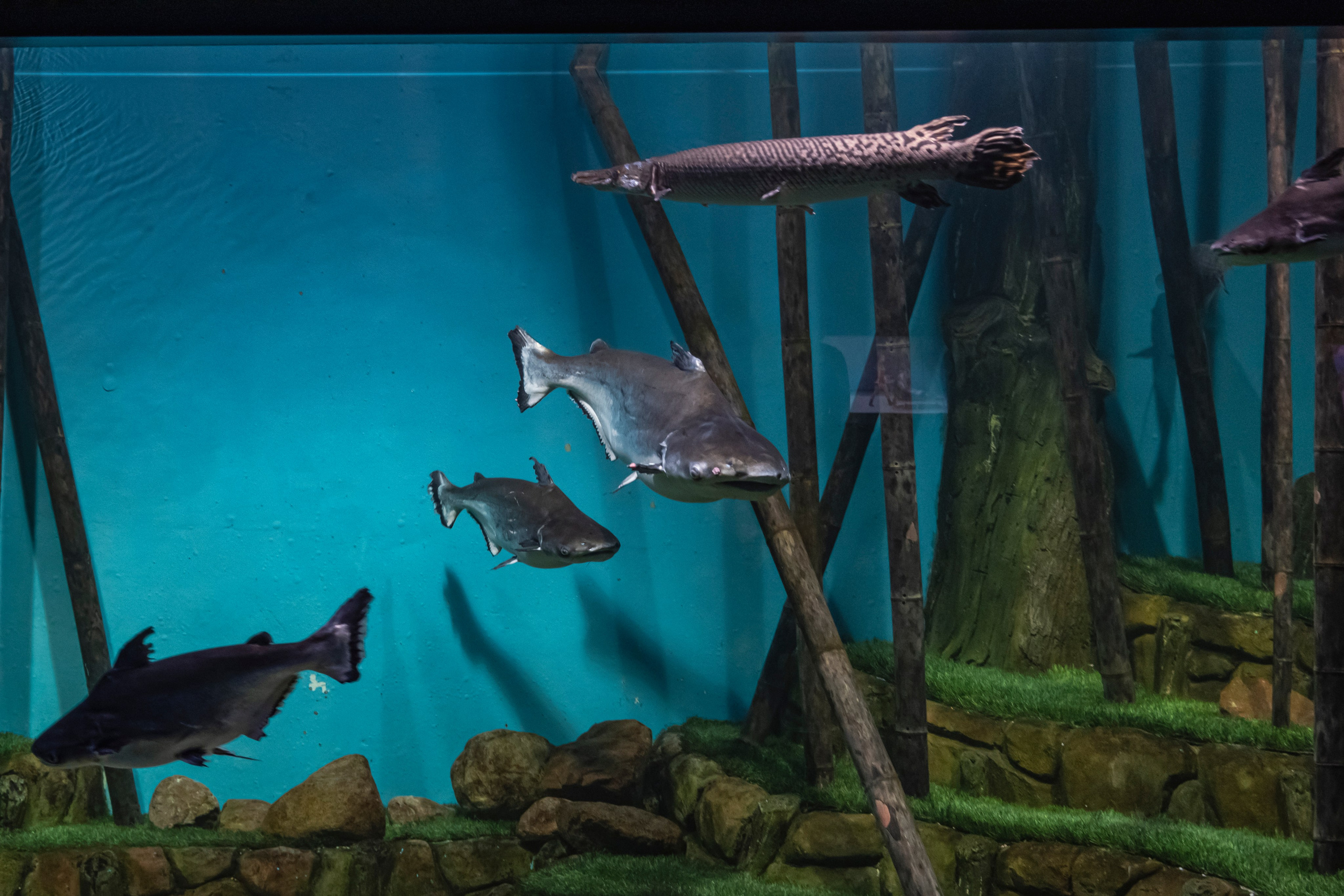 Москвариум. Фотограф Роман Адлер