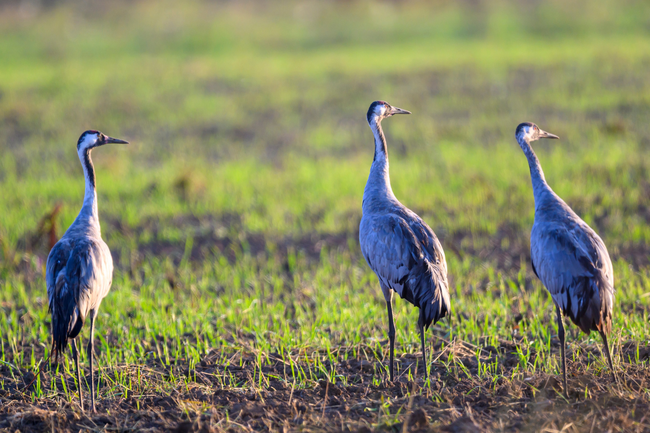 Стычка луня и осоеда, журавли. Wildlife photography by Sergey Puponin