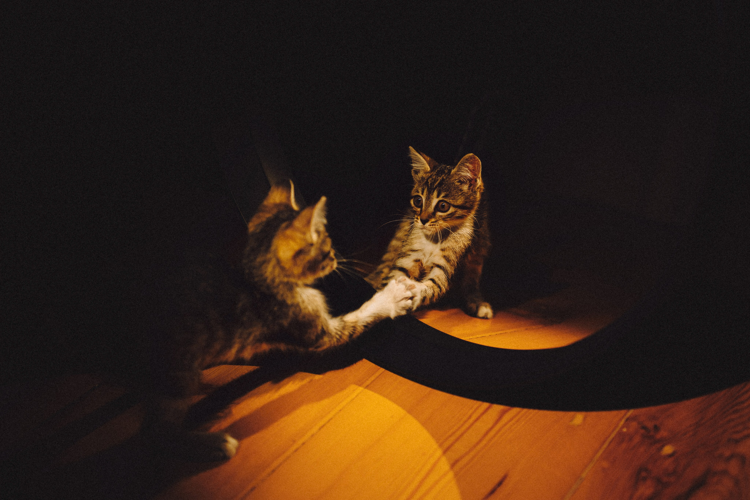 Более 30 идей для фотосессии с котенком