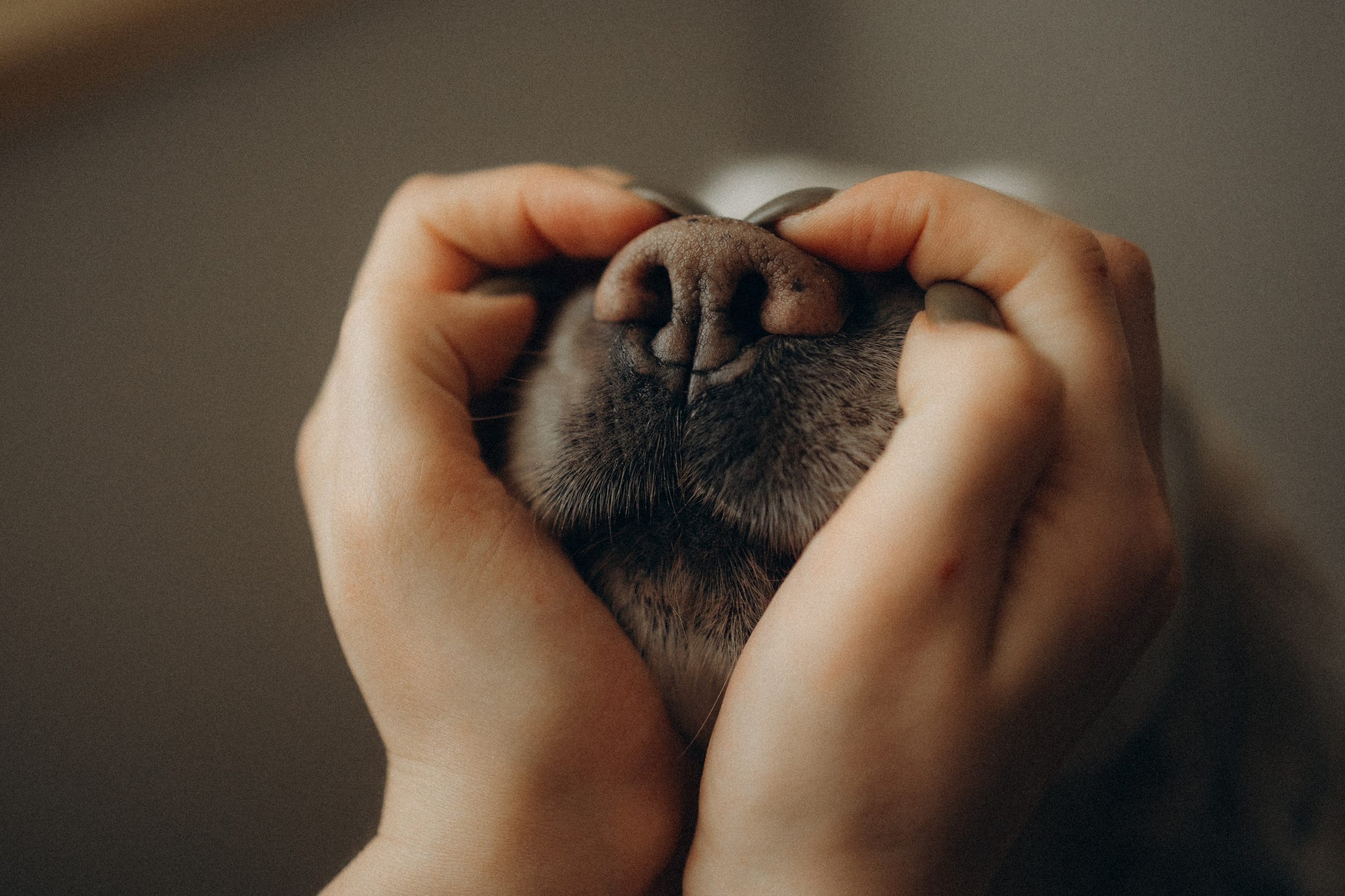 Обо мне. Фотограф — Анималист | Санкт-Петербург