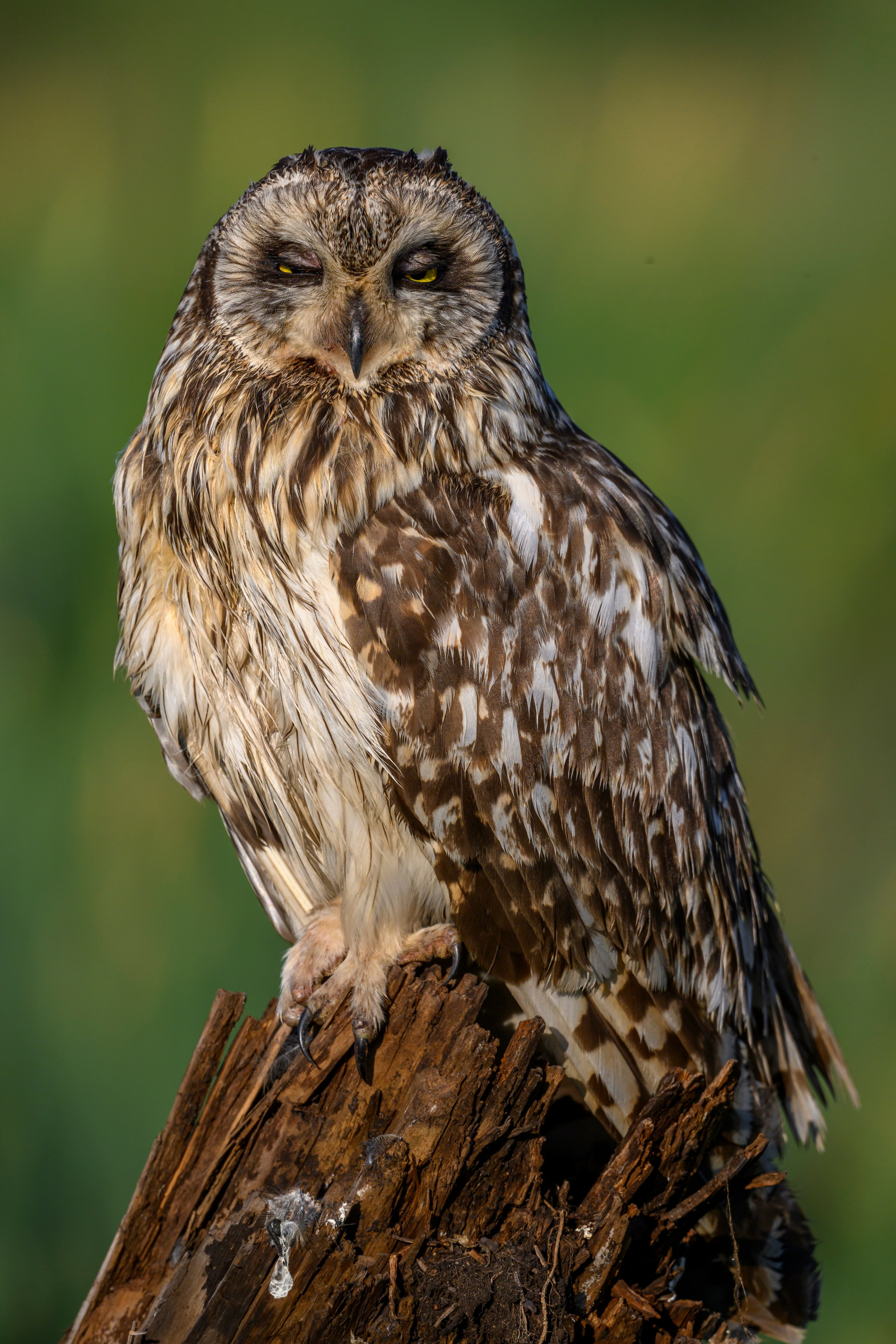 Портреты совы. Owl Portraits. Wildlife photography by Sergey Puponin