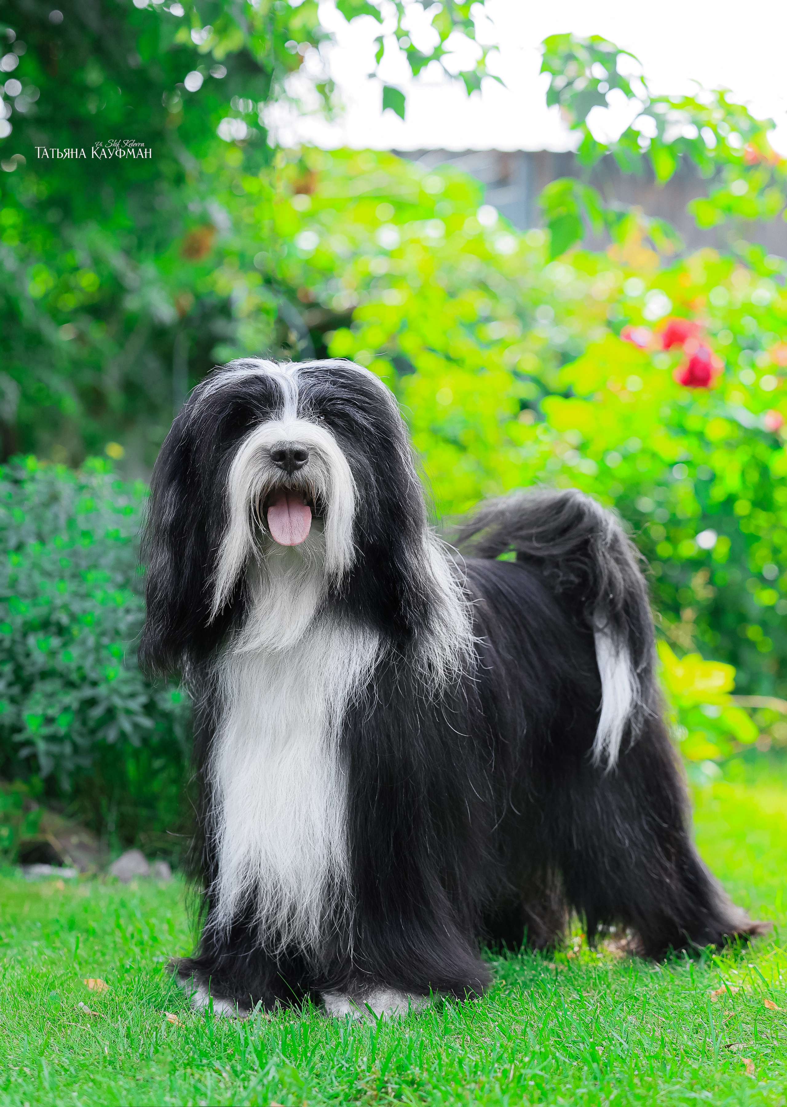 Тибетские терьеры. Фотограф Анималист из Новосибирска Татьяна Кауфман