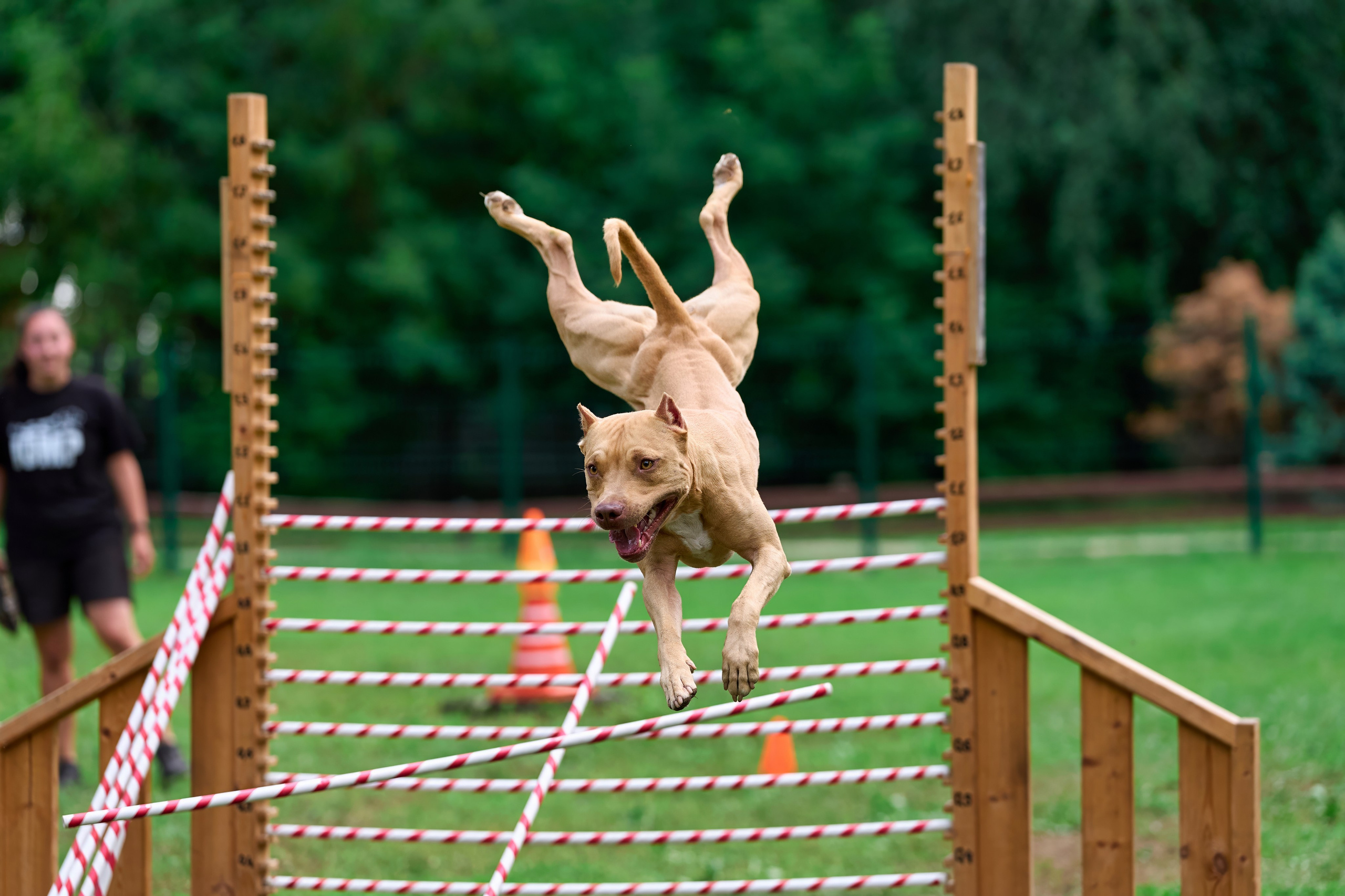 Jump'n'Gym JUMP! — 2024. Фотограф-анималист Михаил Манухин