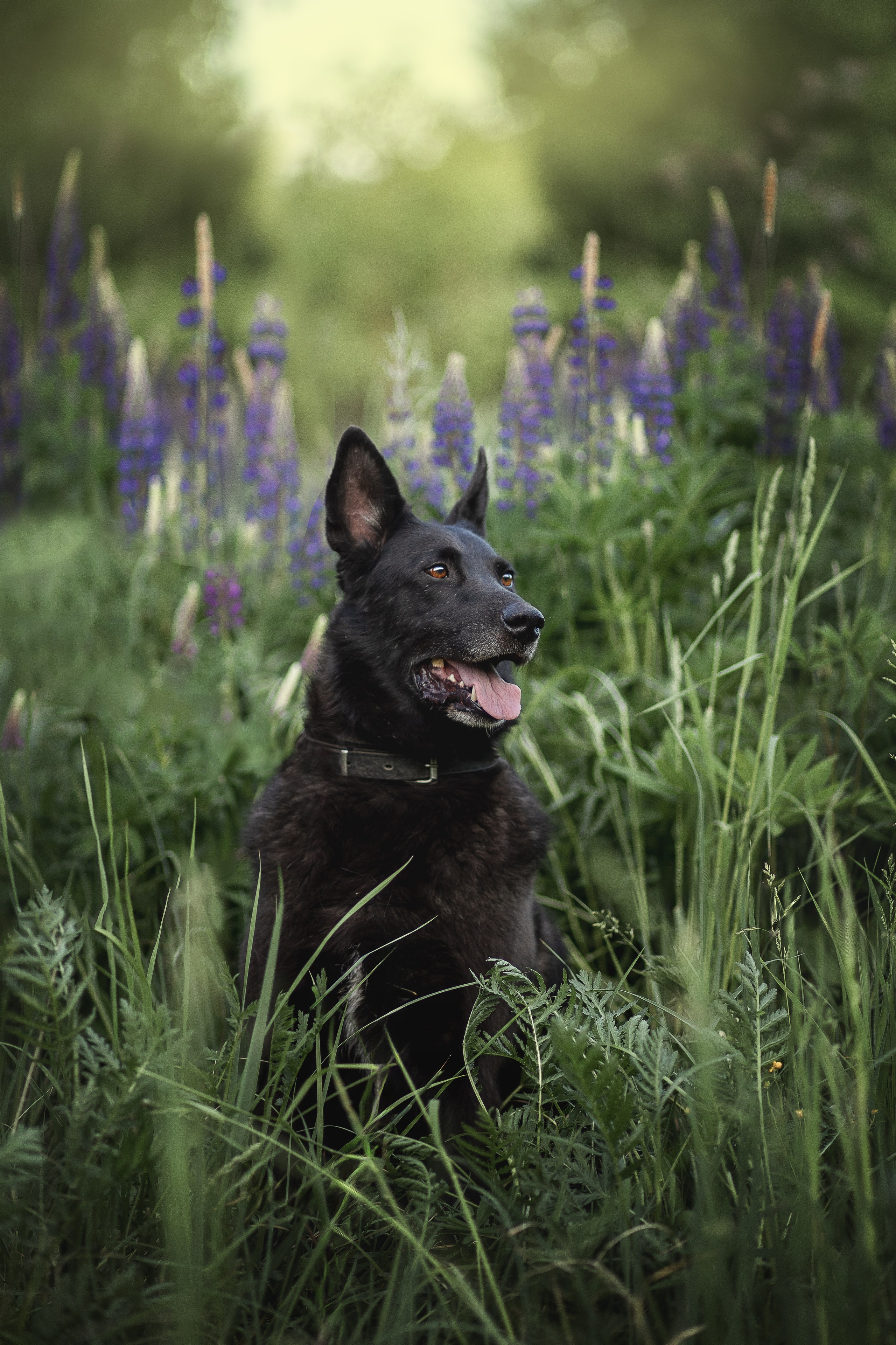 ИЩУТ ДОМ. Фотограф-анималист в Москве и Подмосковье