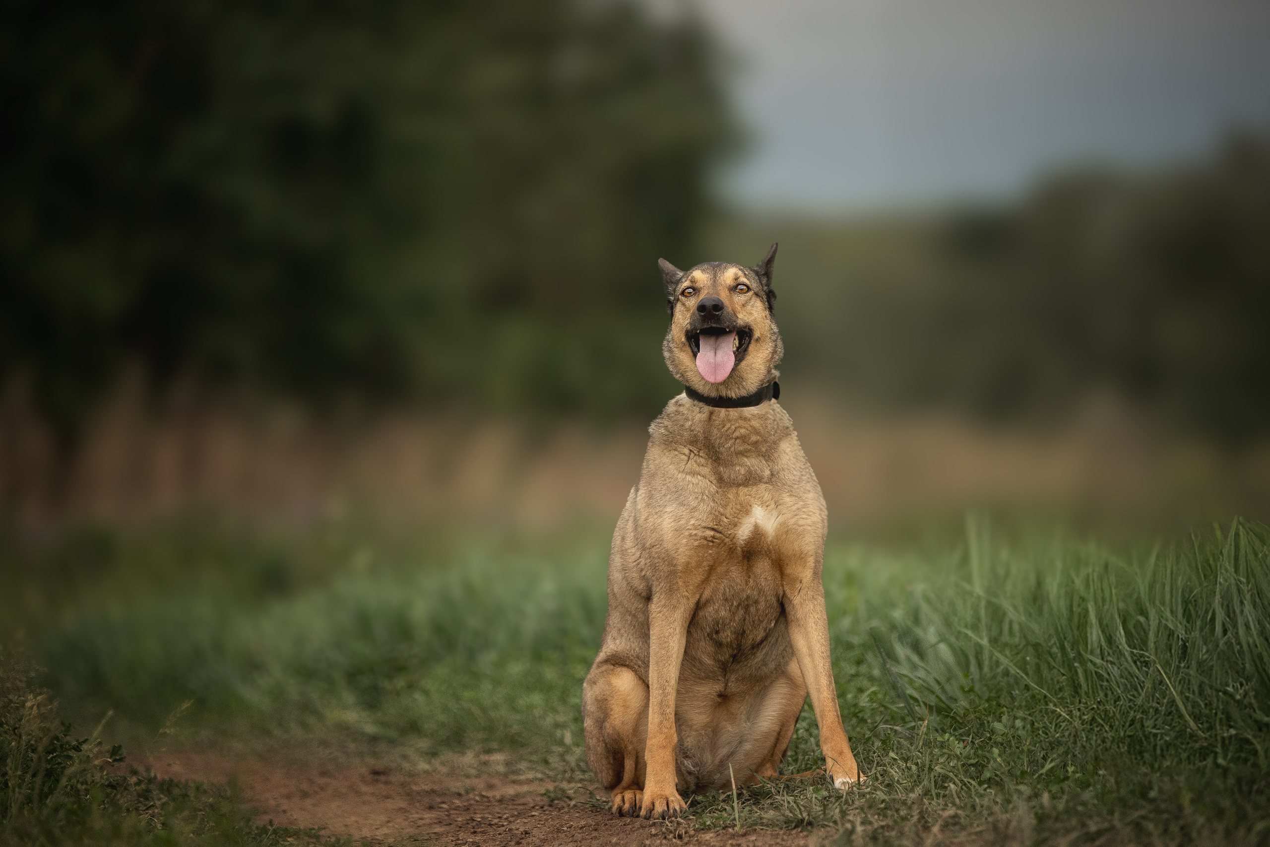 ИЩУТ ДОМ. Фотограф-анималист в Москве и Подмосковье