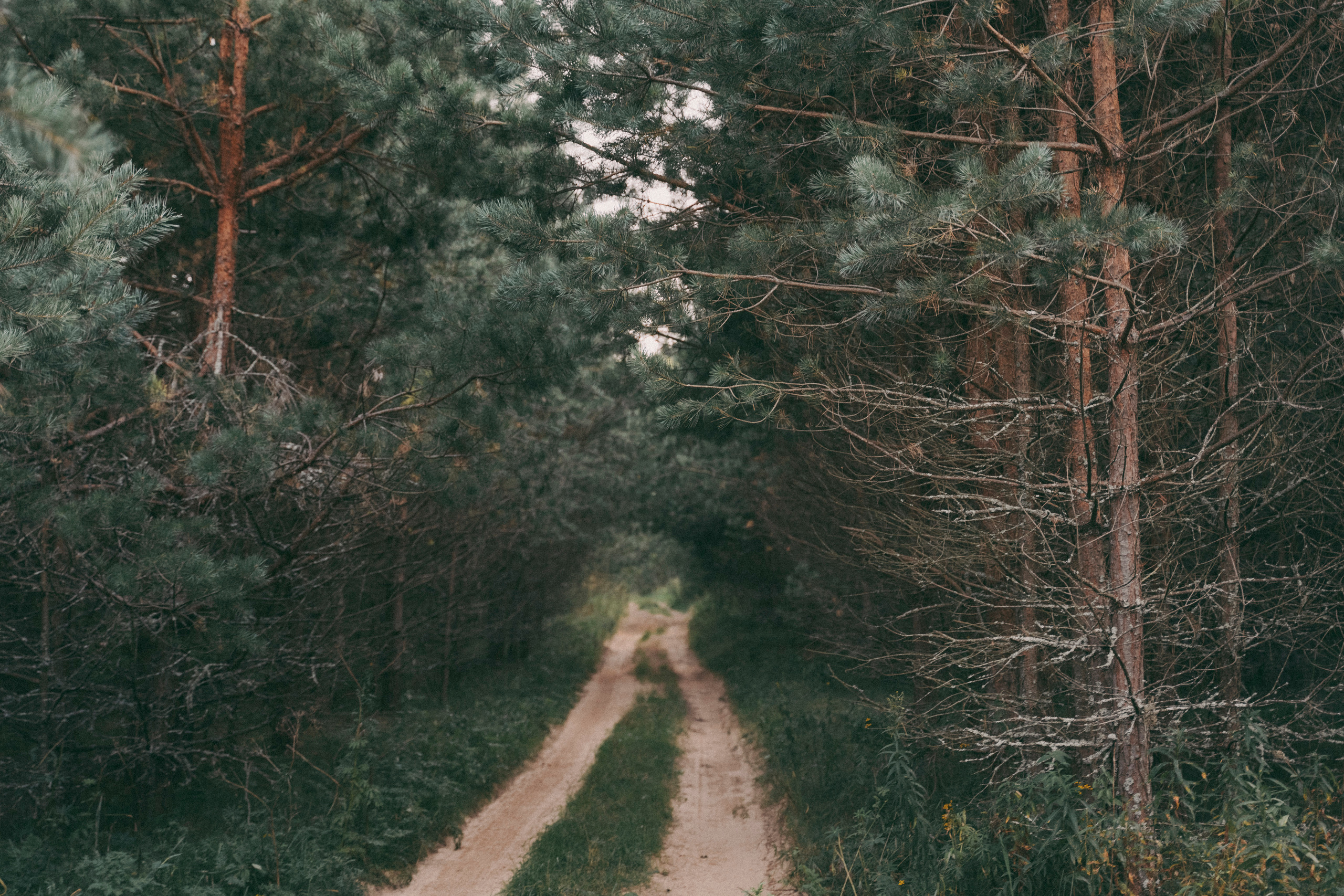 За лесом. Алиса Аницкая