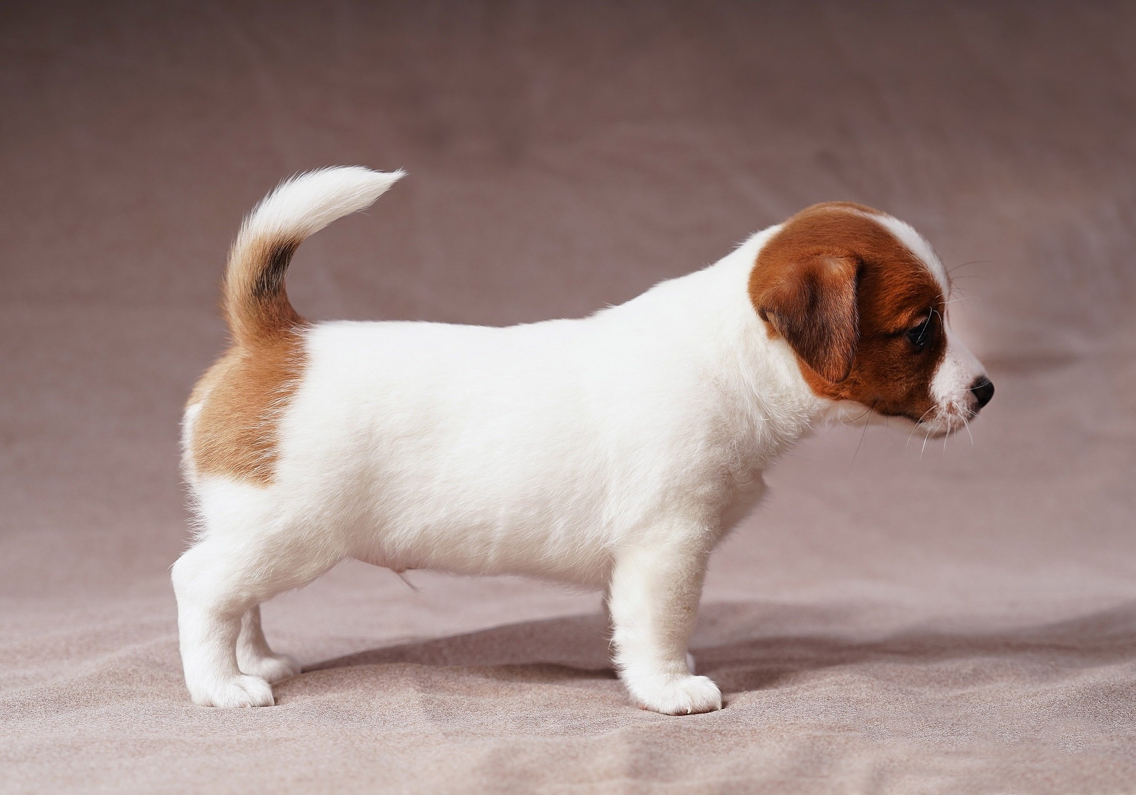 СЪЕМКА СОБАК. Спортивный фотограф Нижний Новгород