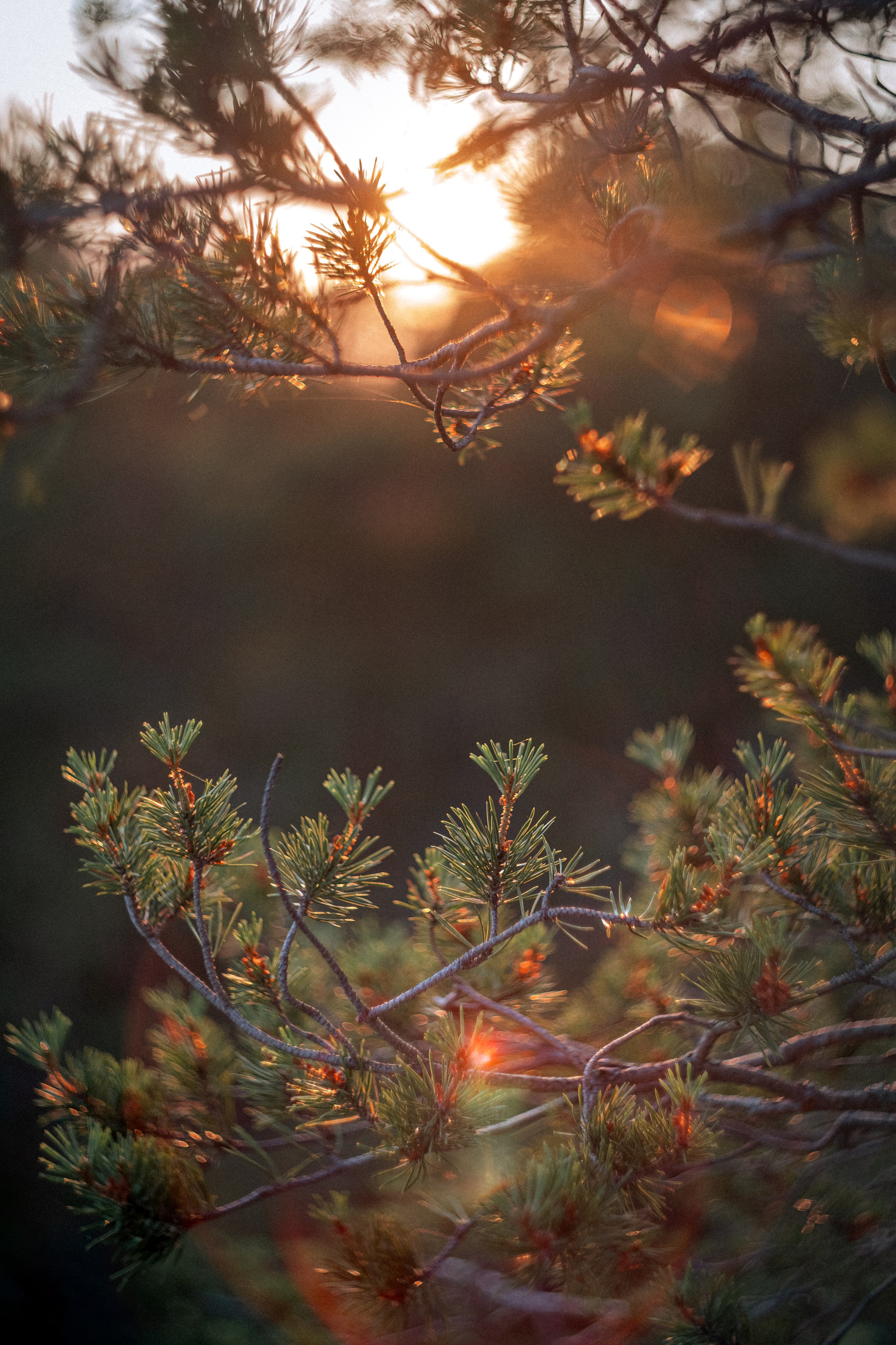 Засветка бликов на гелиос 44-2