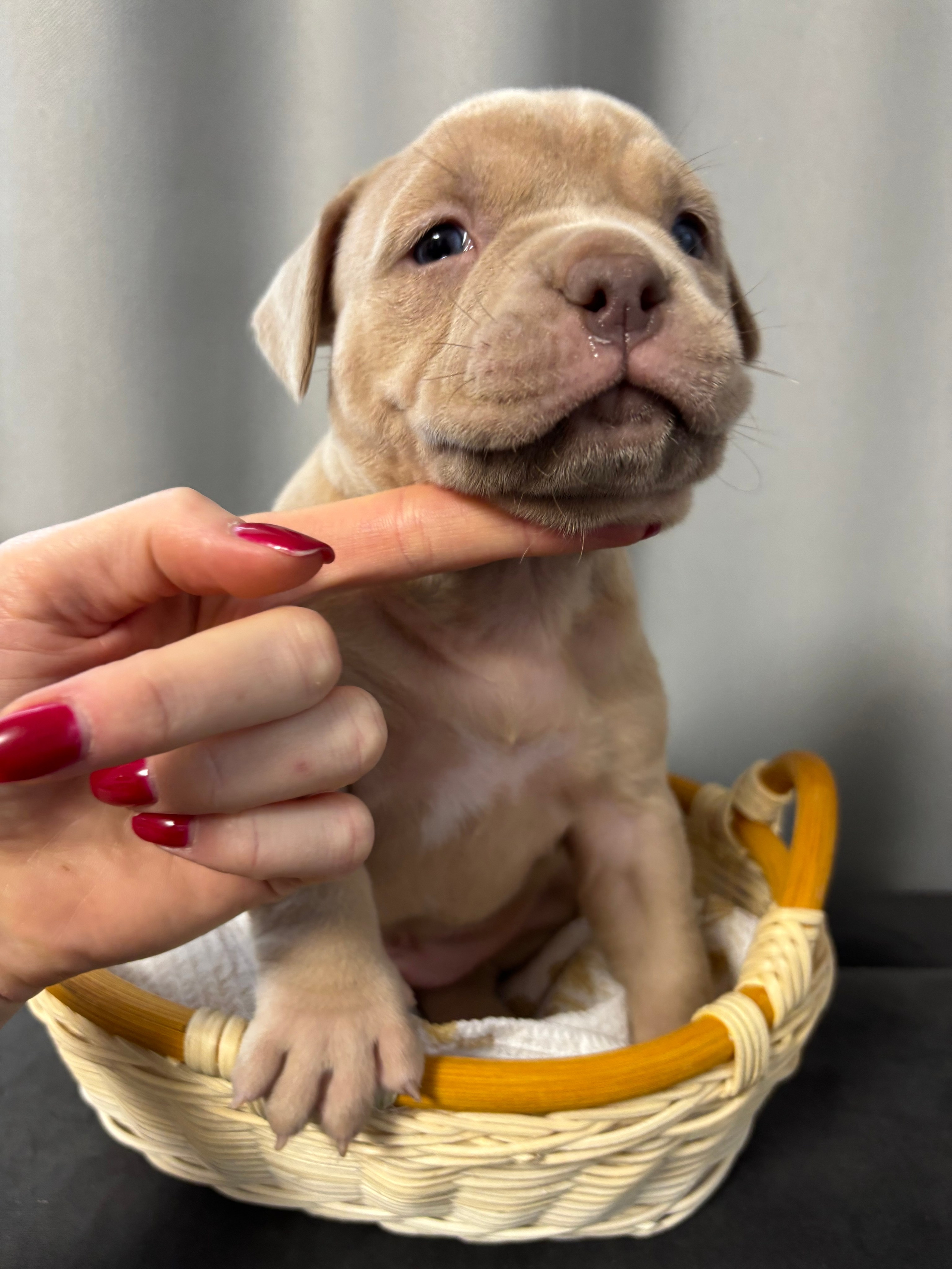 Помет Рич и Дося 04.02.25. Американский Булли в г. Ростов-на-Дону. Питомник THE POWER OF SIBERIA