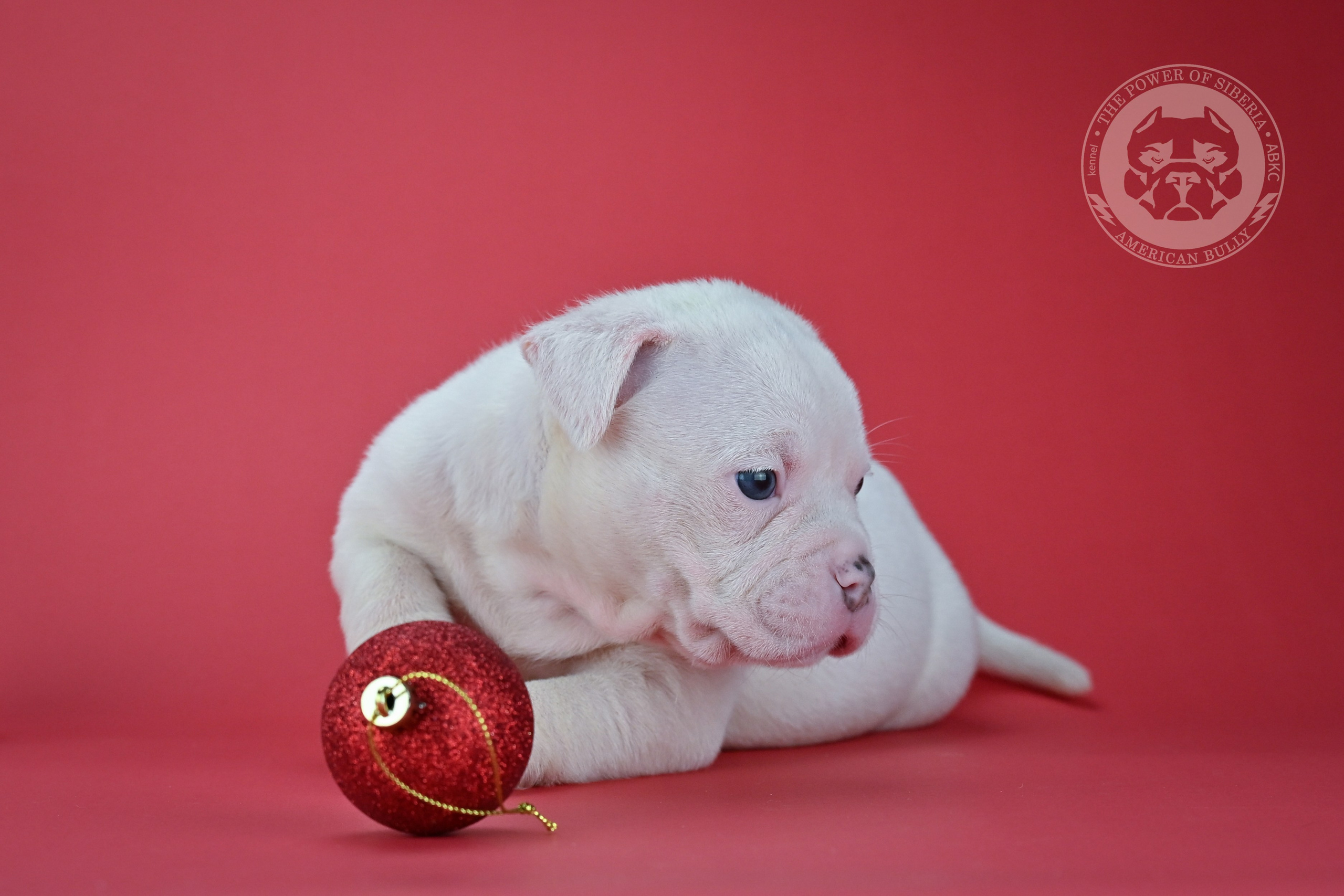 Все свободные щенки. Американский Булли в г. Ростов-на-Дону. Питомник THE POWER OF SIBERIA