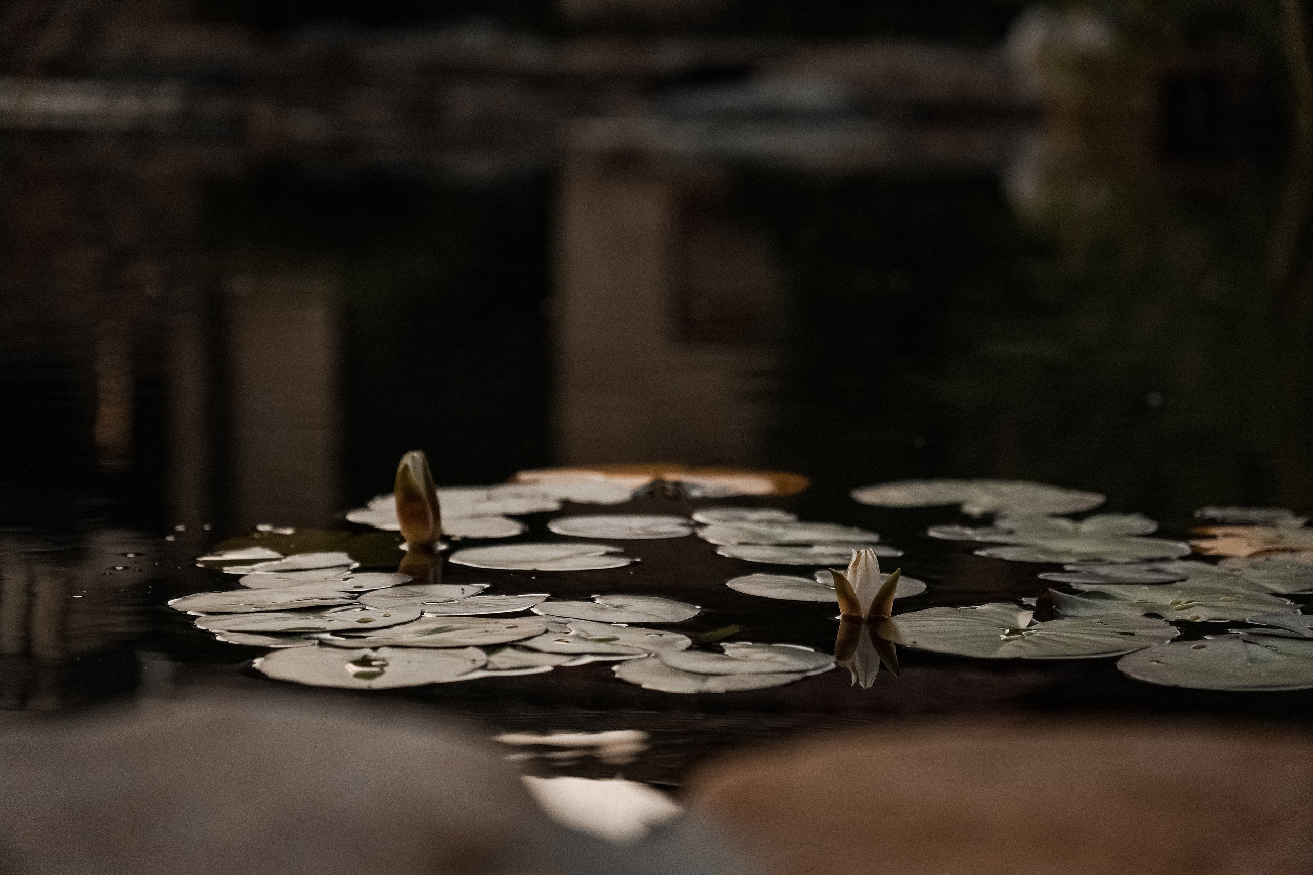 Свадебный фотограф и видеограф в Ростове-на-Дону. Максим и Наталья Лебедевы