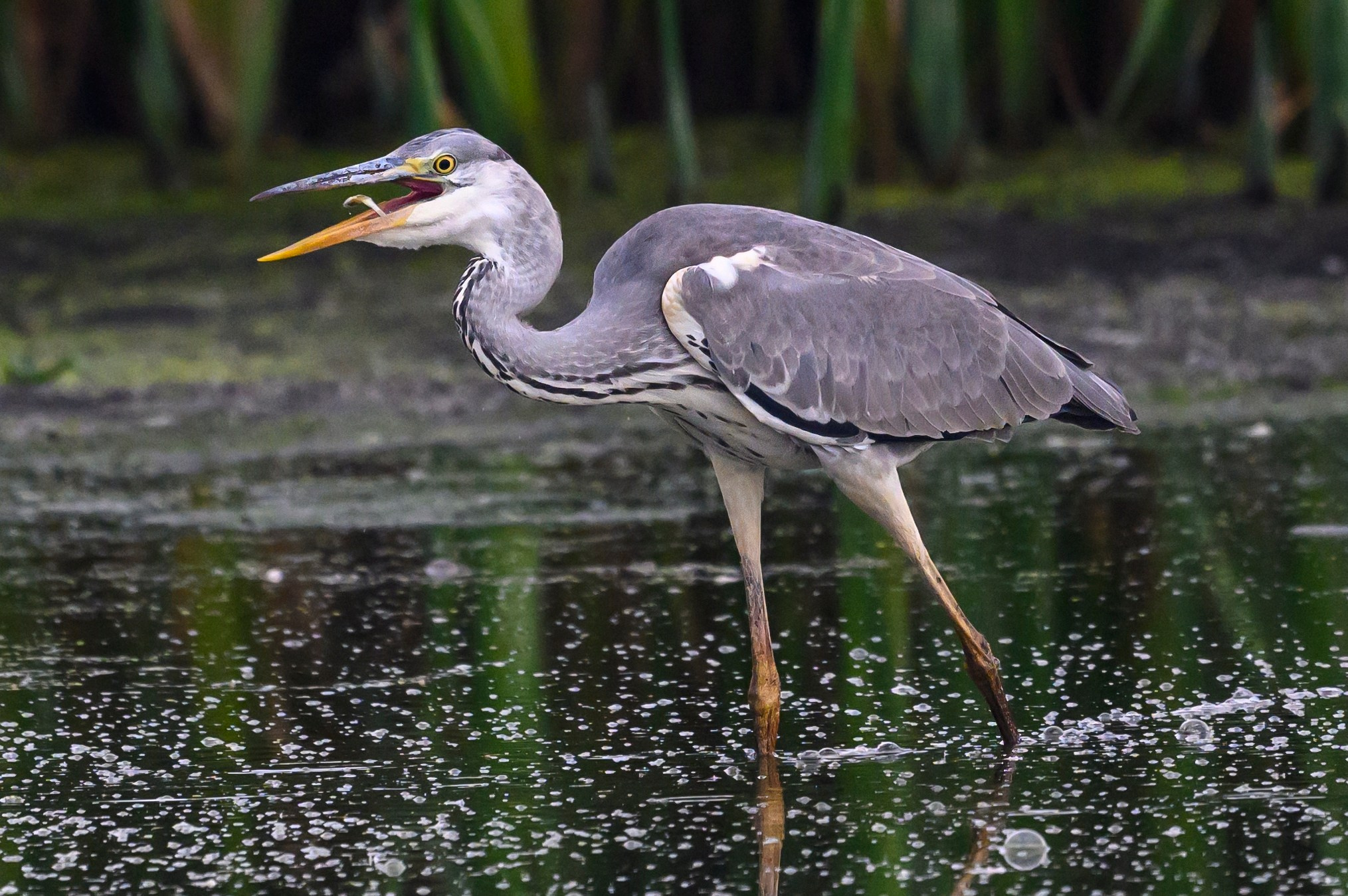 Рыбалка цапли. Fishing of the Heron. Фотограф Сергей Пупонин