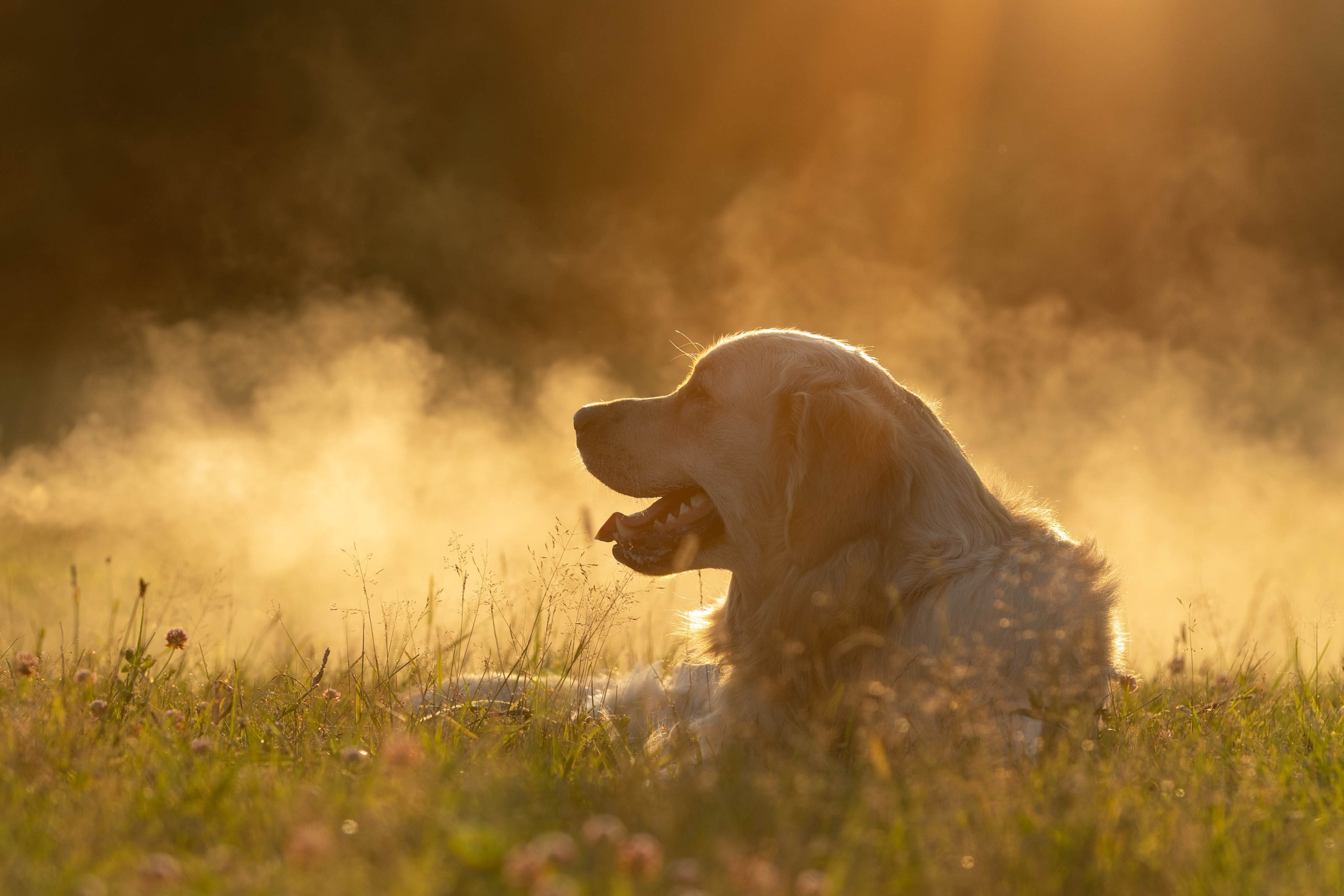 Онлайн-курс по съемке собак. Фотограф Анастасия Ветковская, Москва