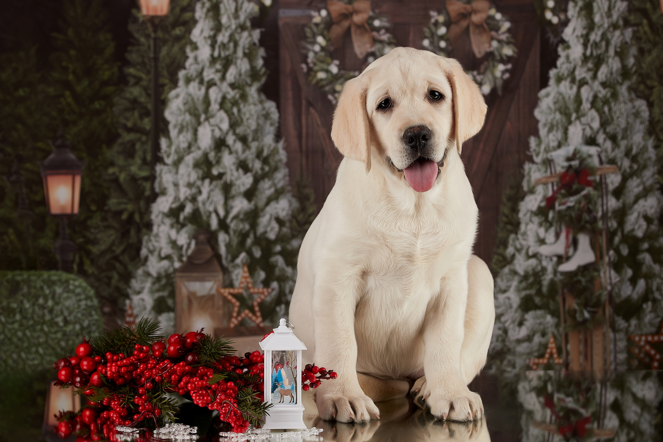 Щенок лабрадора, фотосъемка на дому