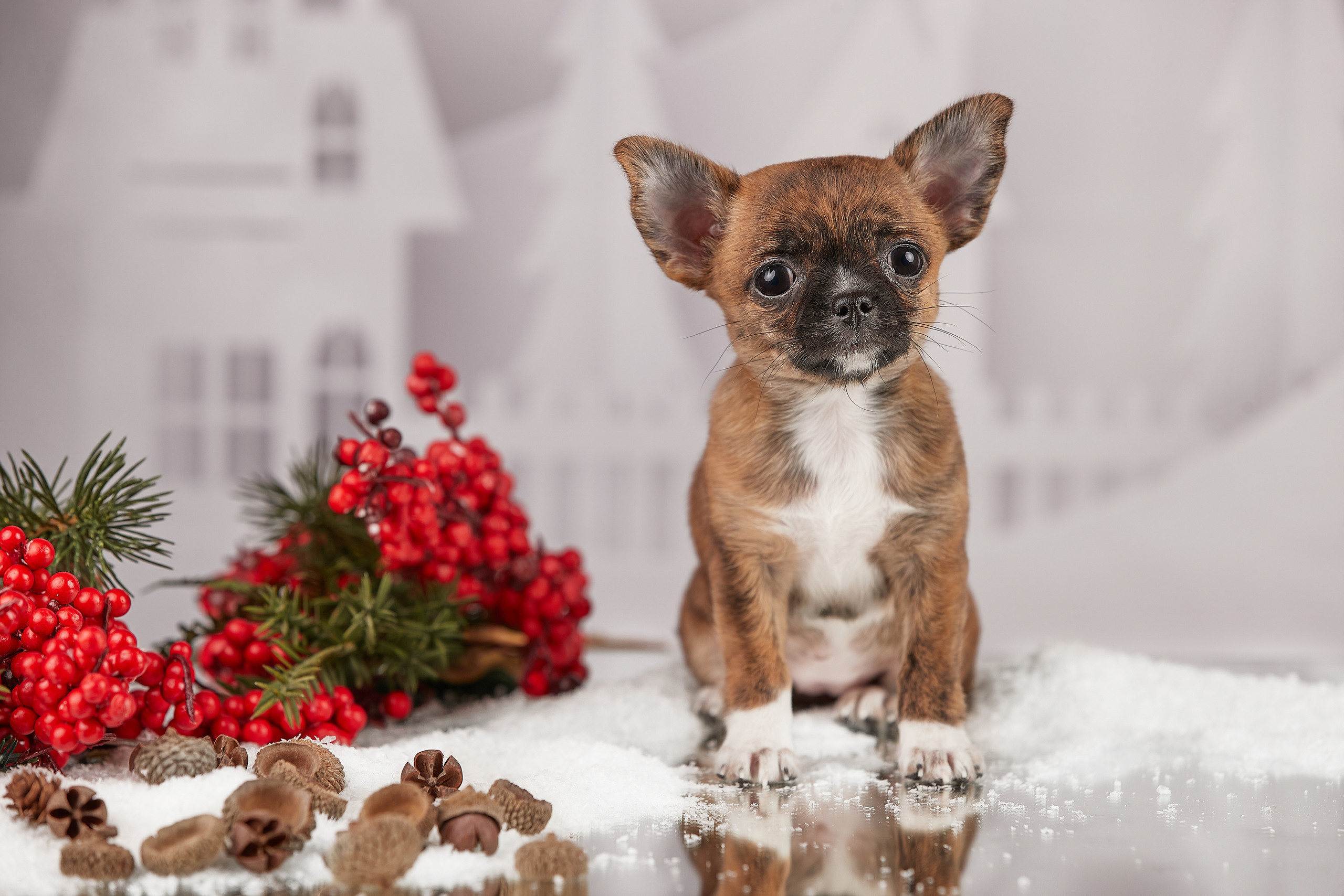 Щенок чихуа, фотосъемка на дому