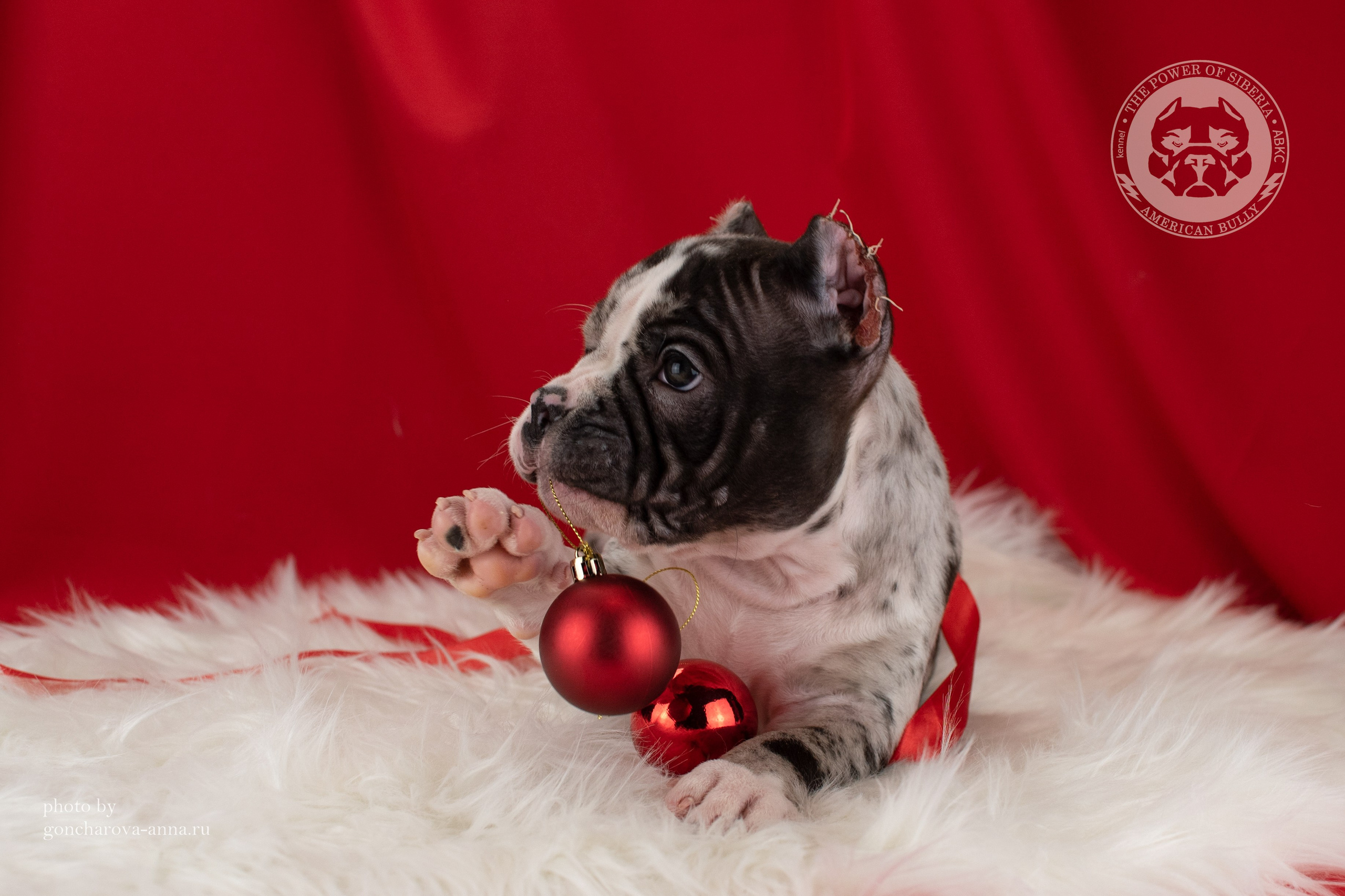 купить щенка American Bully в Тюмени