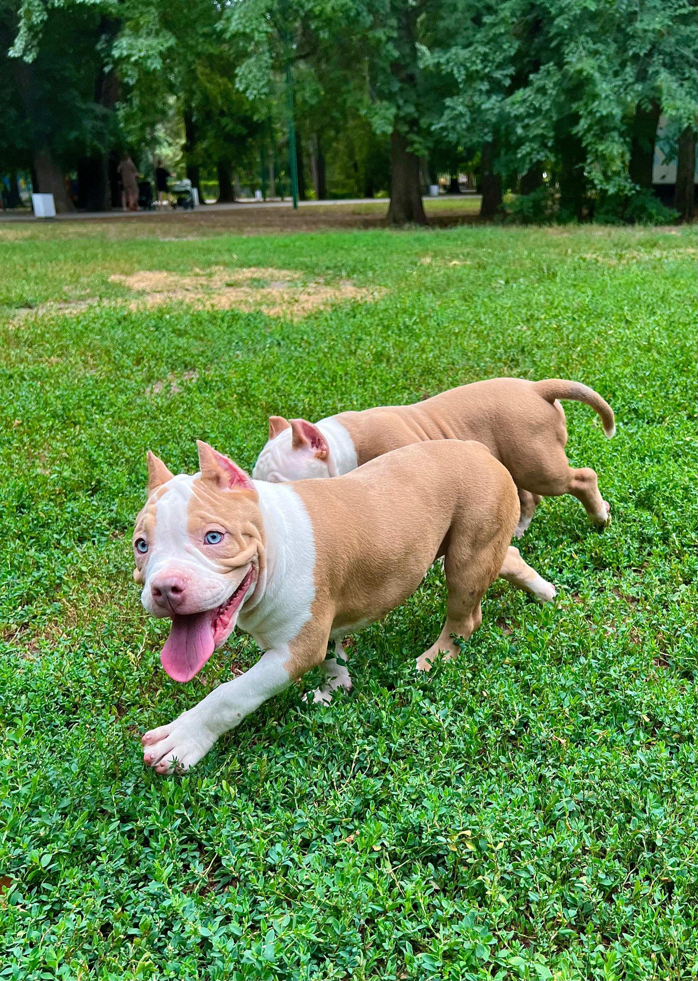 Помет Каспер и Адель. 08.05.25. Американский Булли в г. Ростов-на-Дону. Питомник THE POWER OF SIBERIA