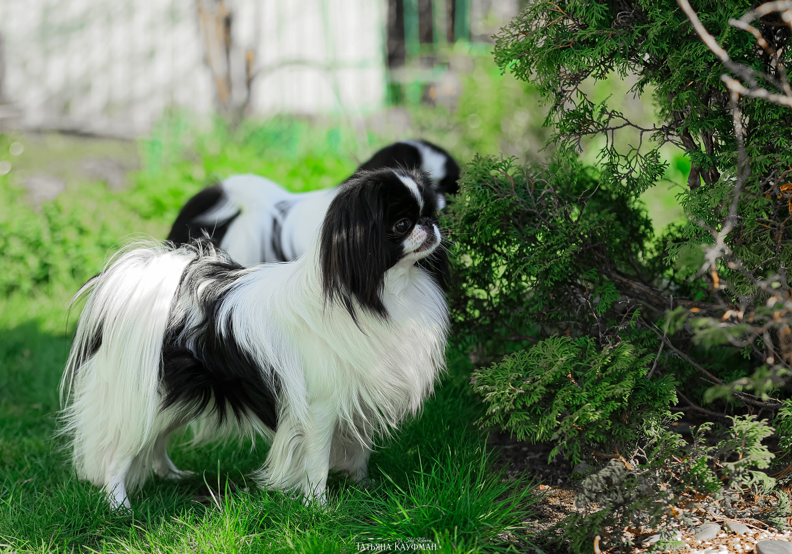 Японский хин, фотография японский хин, собака в цветах, красивая собака, фотограф анималист, фотокурс Анималистика, научиться фотографировать собак, фотограф Новосибирск