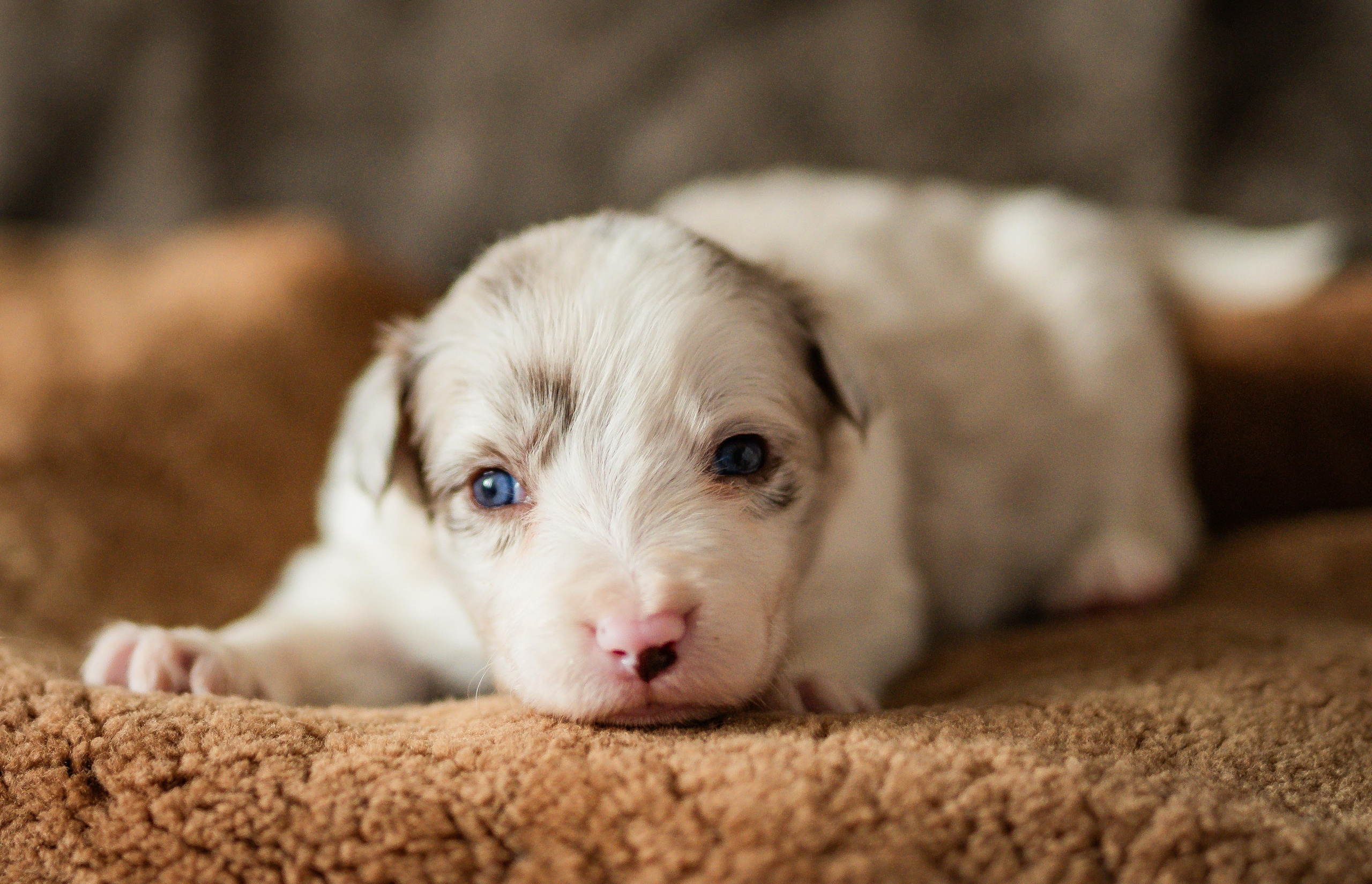 Фритсвит. Семейный фотограф Ефремова Виктория