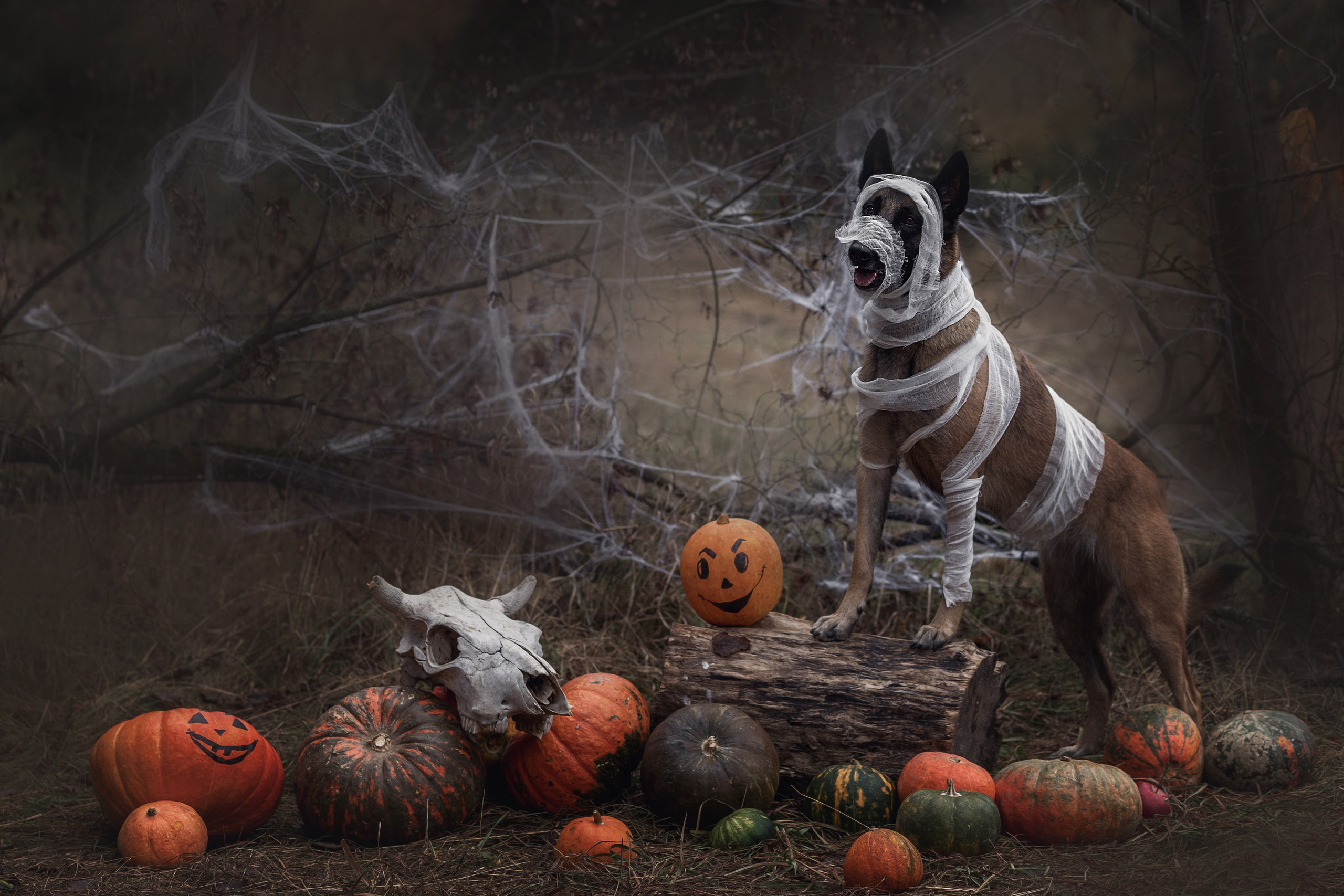 Фотодень «Хэллоуин» 2024. Фотограф-анималист в Калуге Мария Шерскова