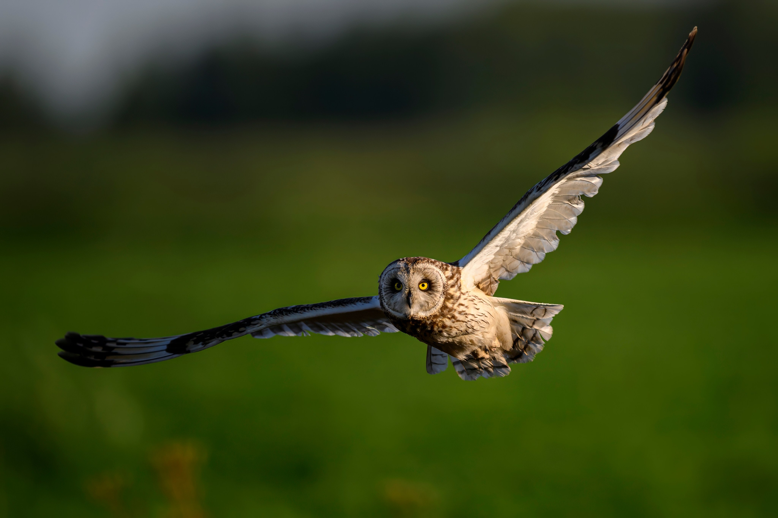 Сова и совята. Owl and owlets. Фотограф Сергей Пупонин
