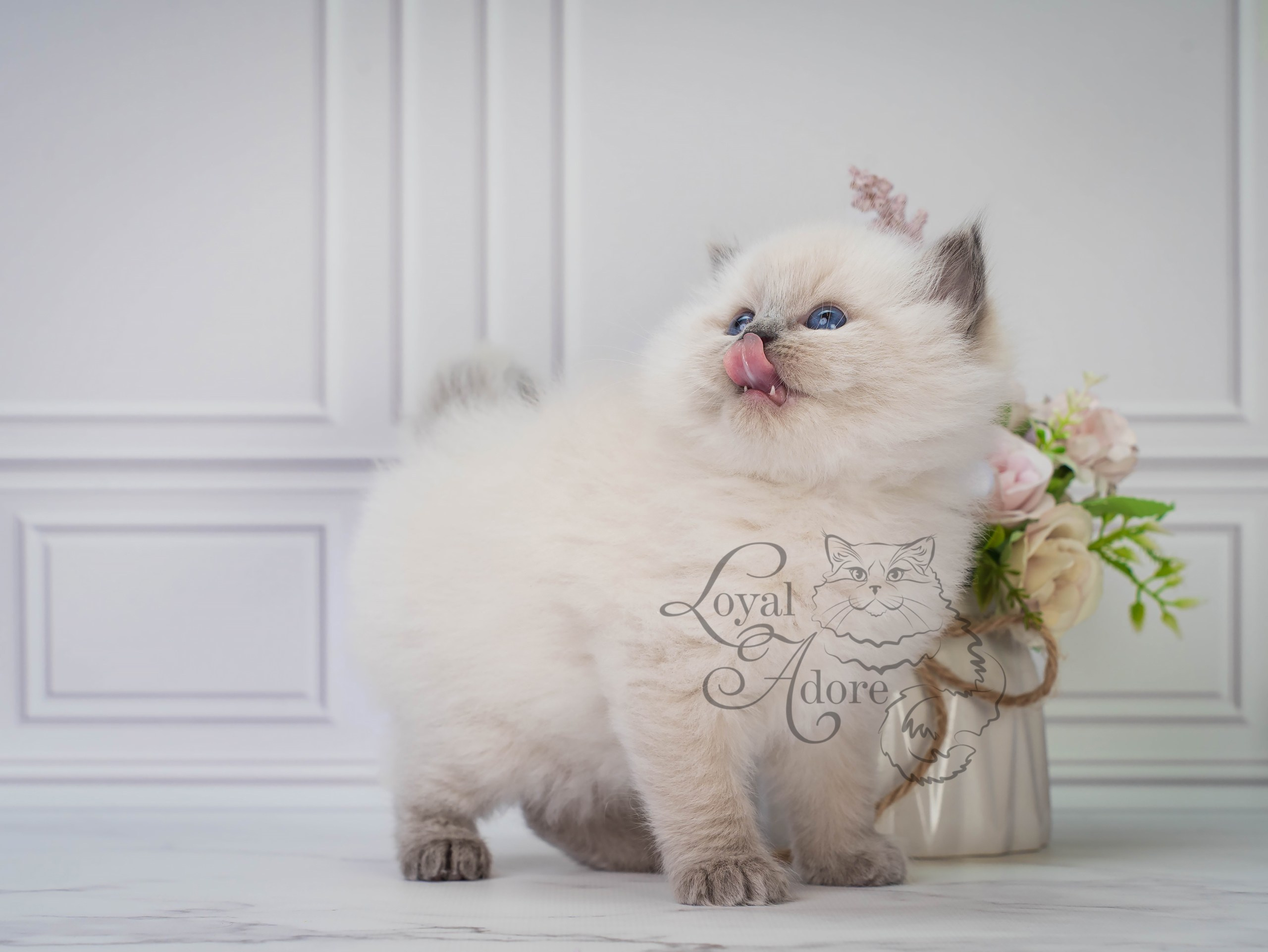 Все свободные котята. Питомник рэгдолл Loyal Adore