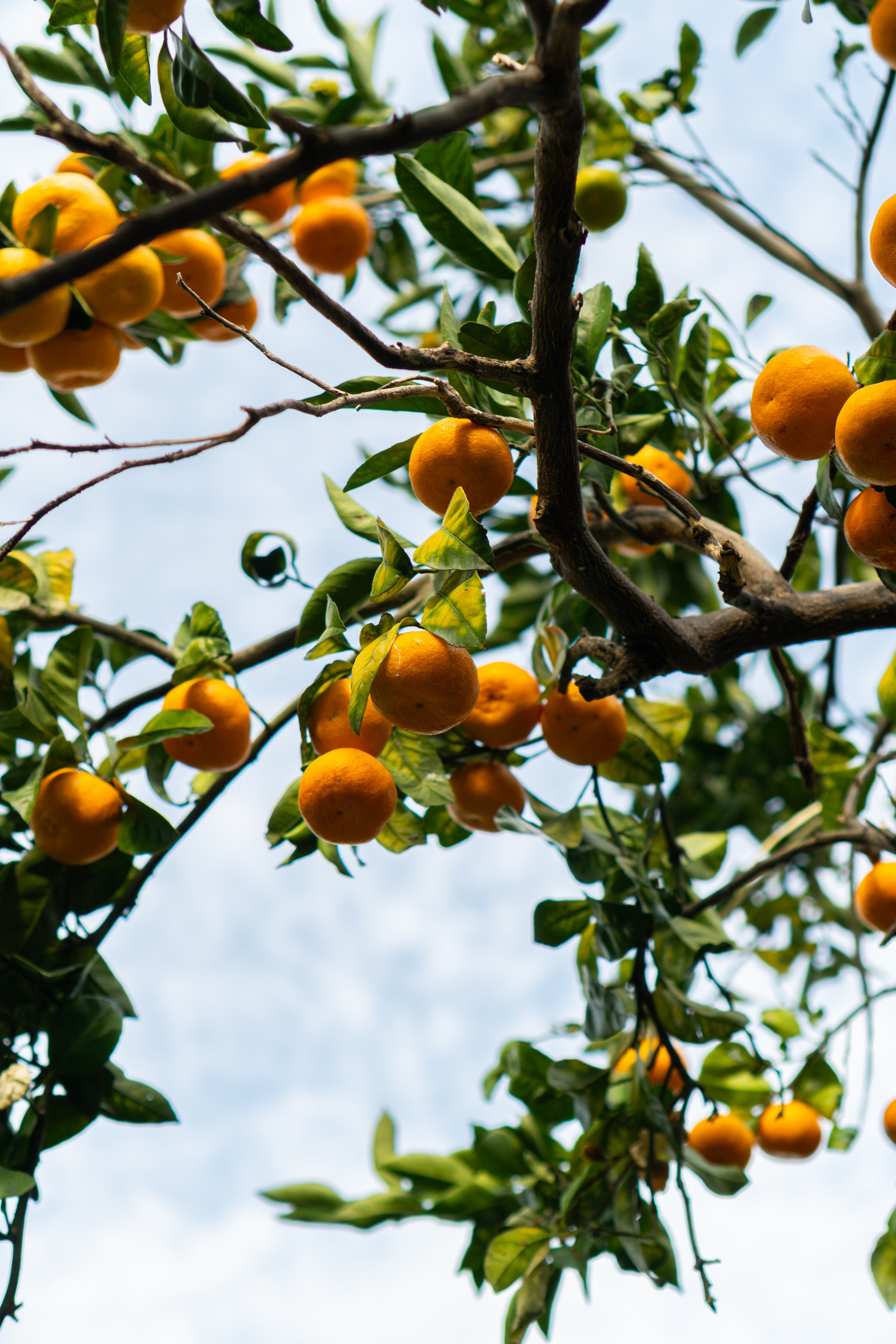 Tamazuri. Photo and Video Production Moscow, Batumi, Dubai meawaemAgency