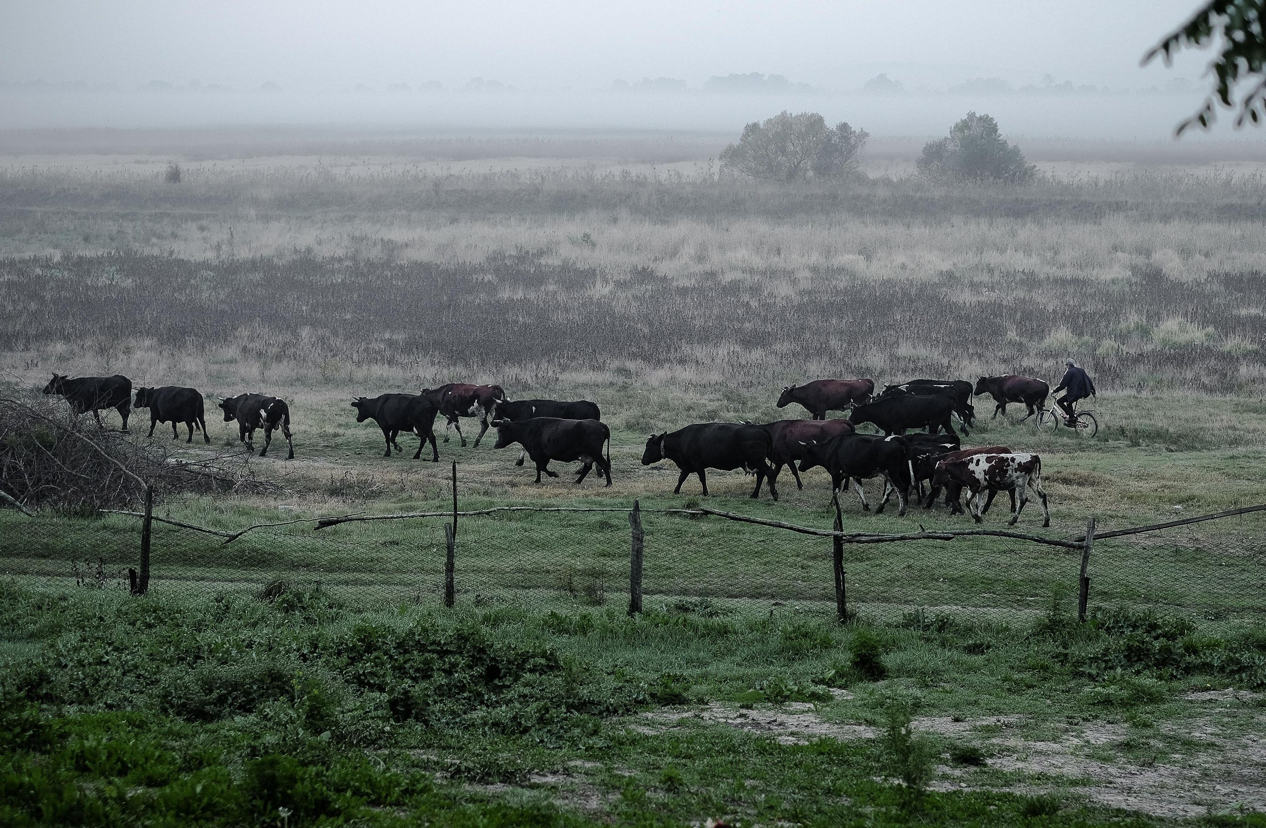 Stanitsa. Natasha Lozinskaya | Photographer