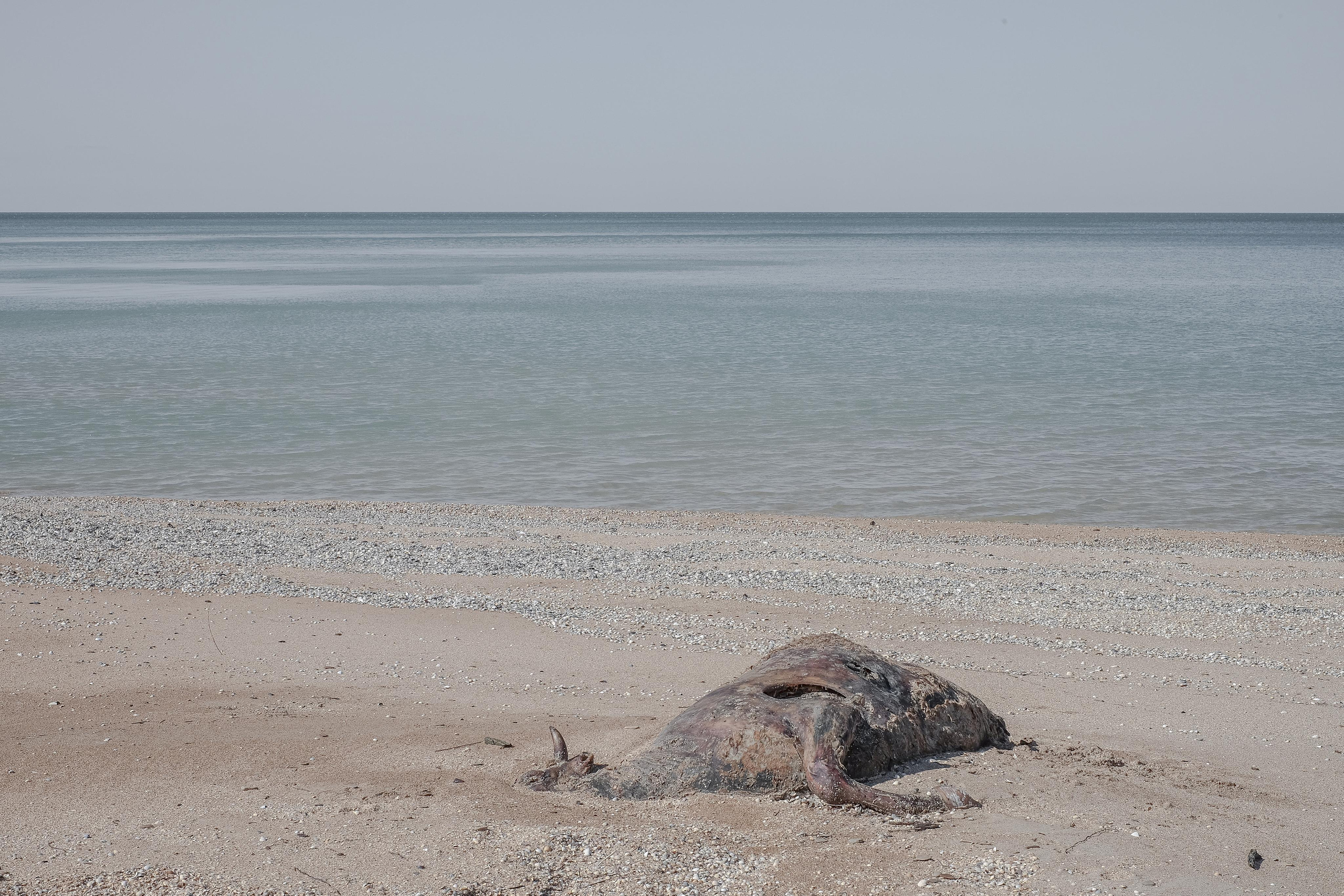 Stanitsa. Natasha Lozinskaya | Photographer
