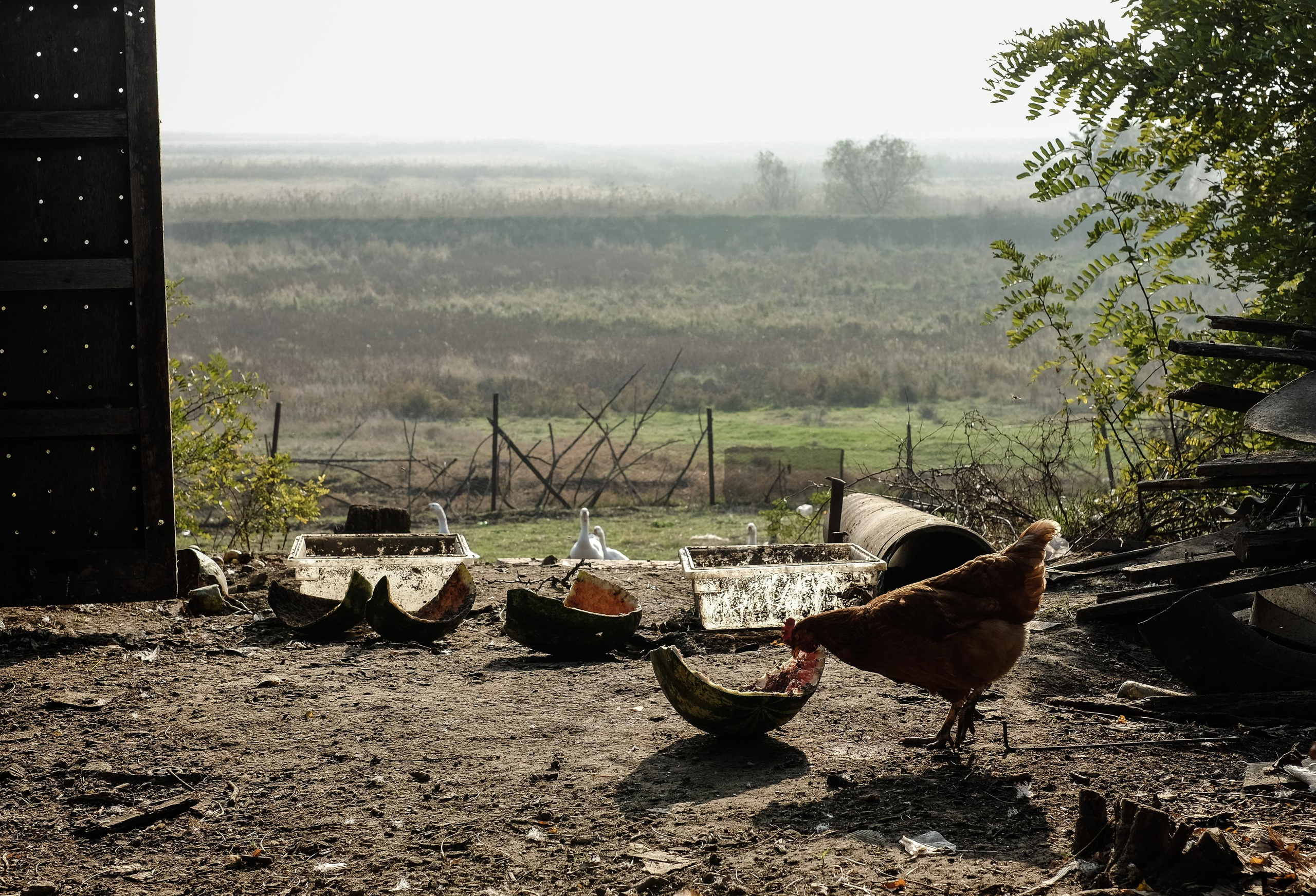 Stanitsa. Natasha Lozinskaya | Photographer