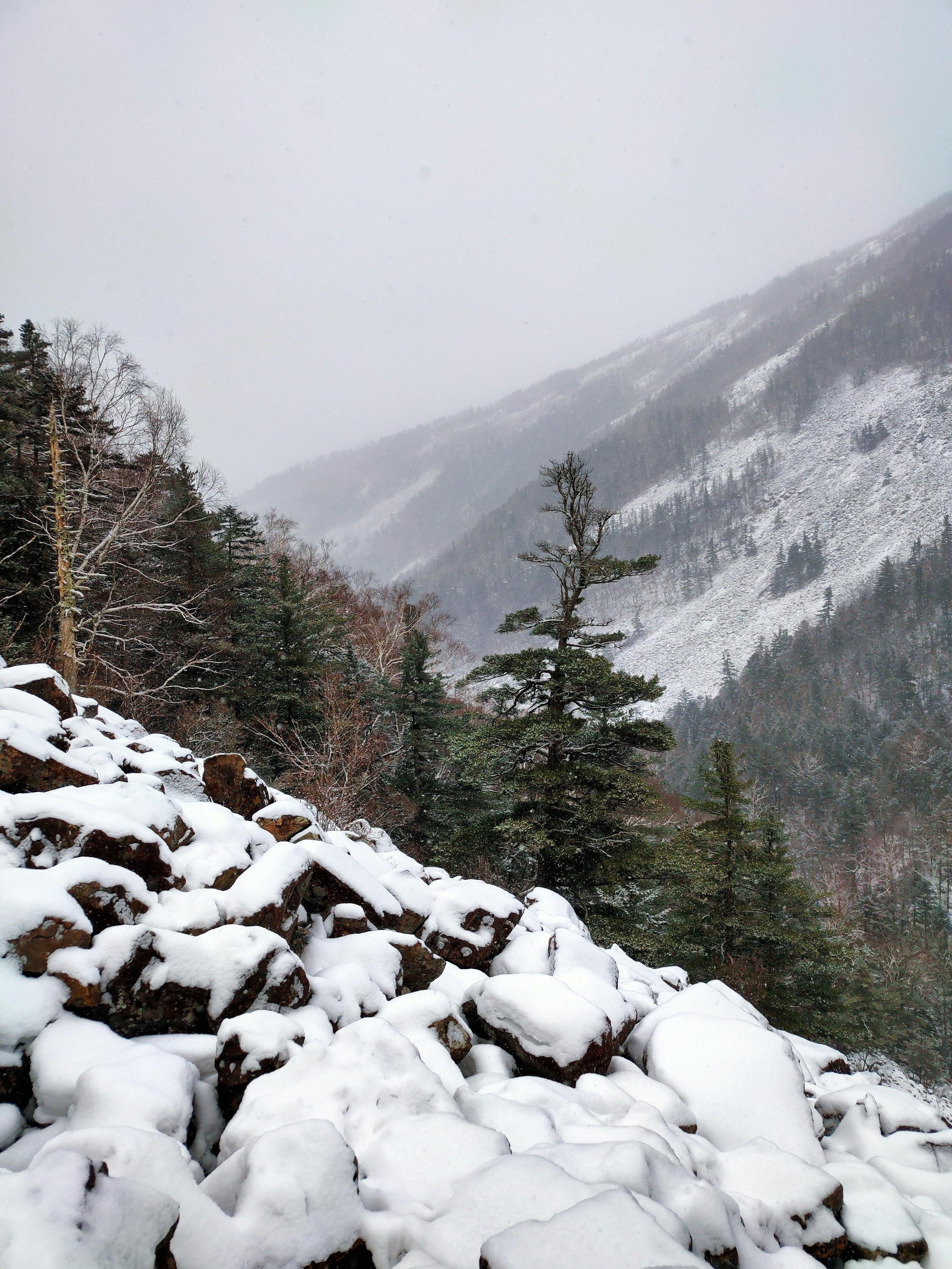 Вид на сосны и край Фалазы