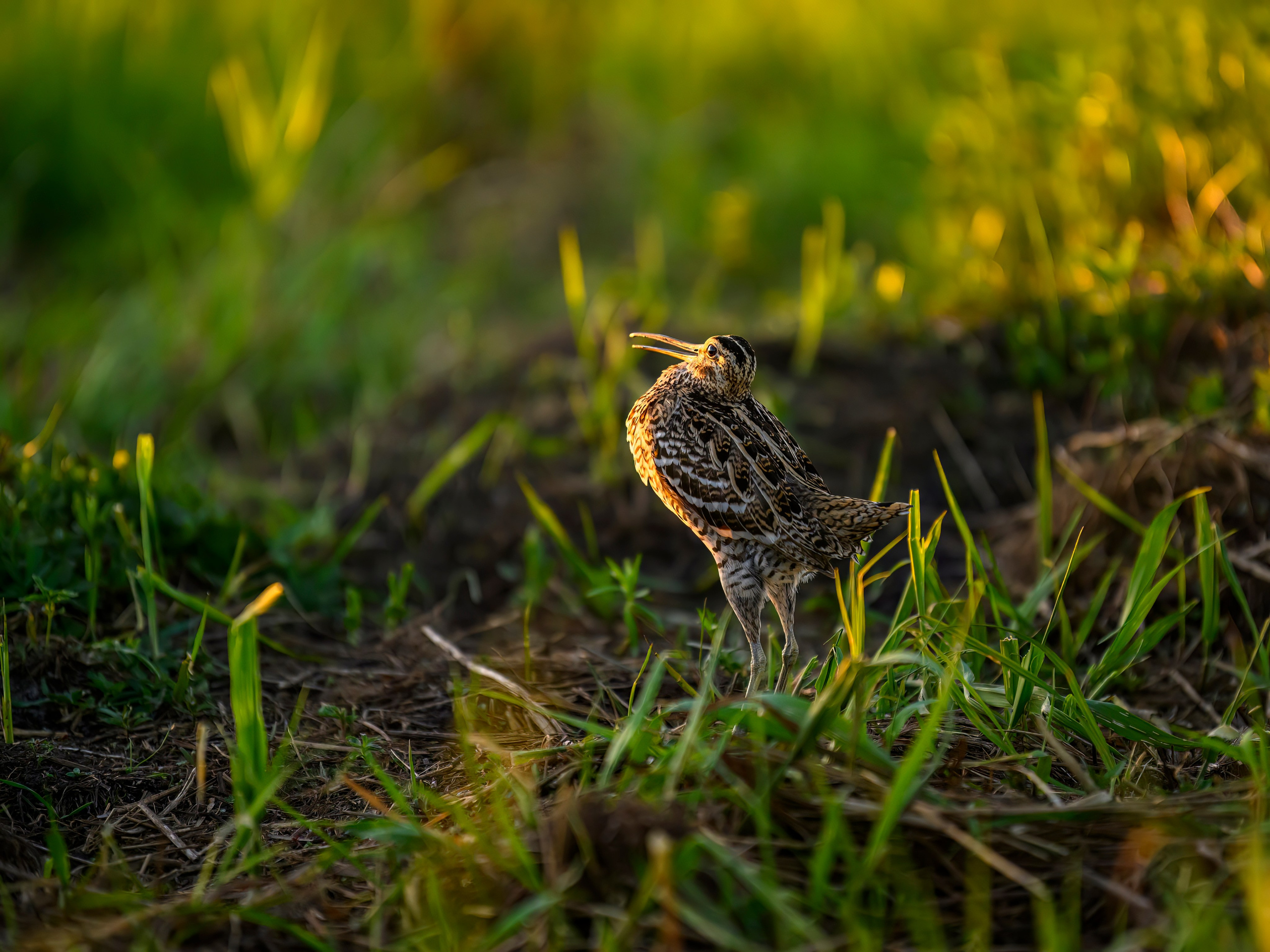 Дупелиный ток: настоящие гусары!. Фотограф Сергей Пупонин