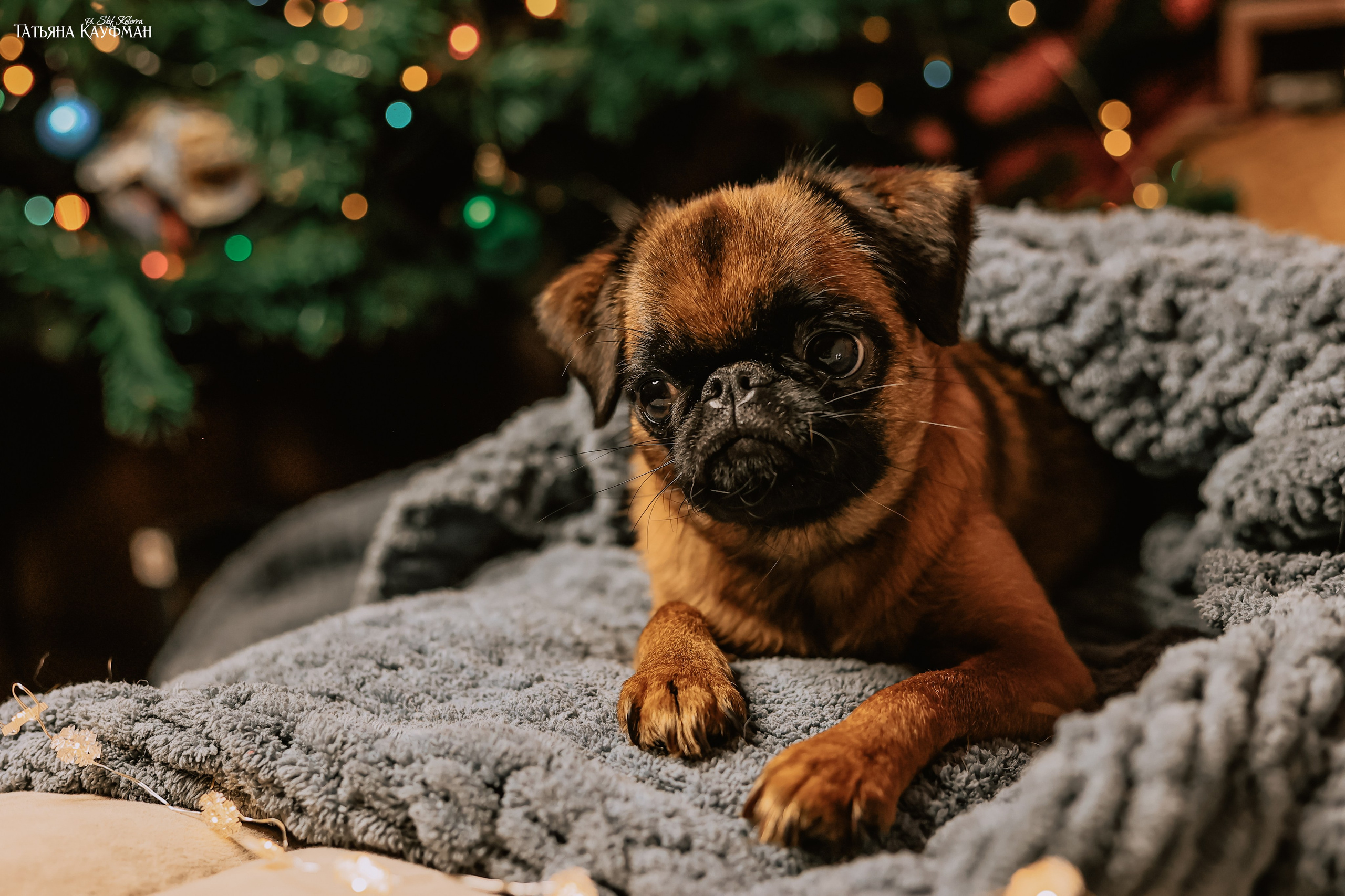 Малый брабансон, фотография брабансон, красивая собака, фотограф анималист, фотокурс Анималистика, научиться фотографировать собак, фотограф Новосибирск