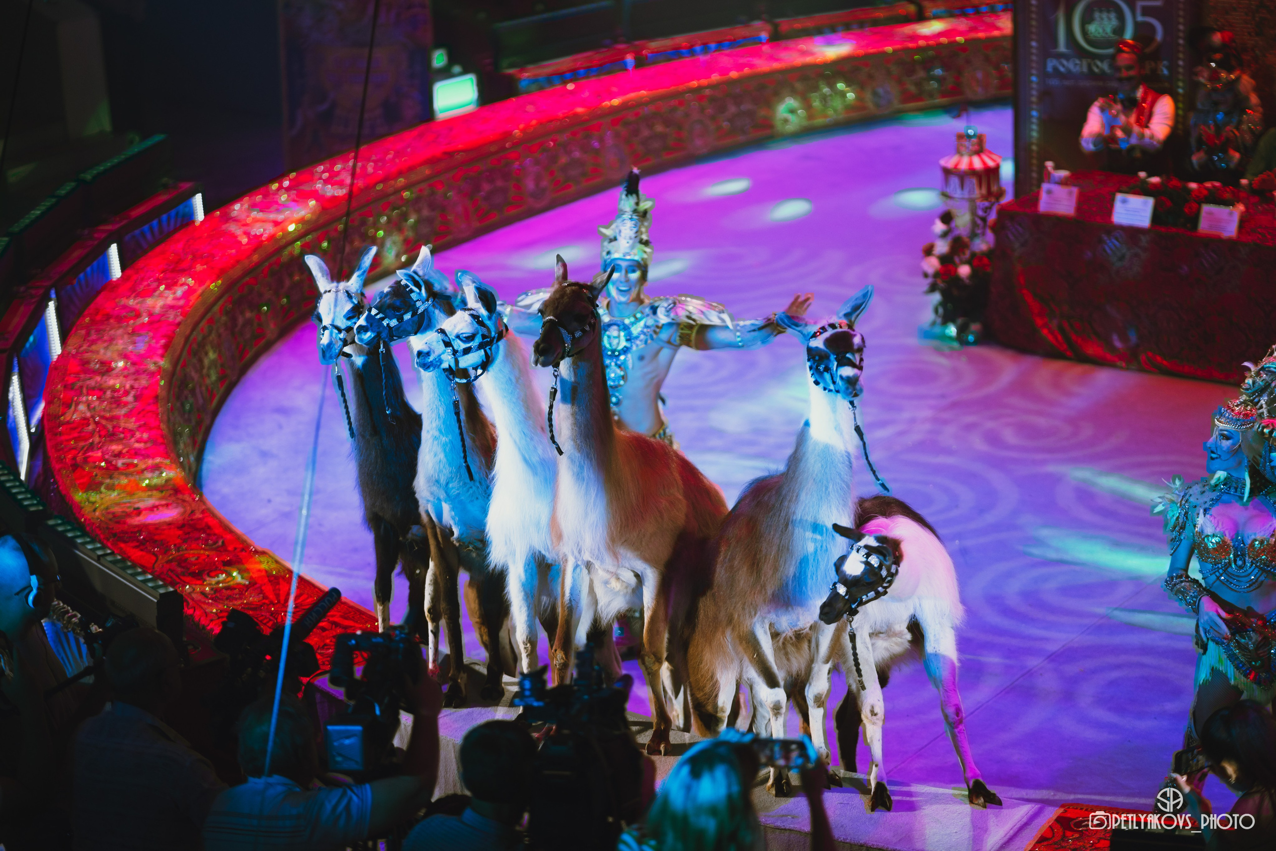 Пресс-конференция циркового шоу Гии Эрадзе «Бурлеск» (репортаж). Фотограф, видеограф Пятигорск, Ставрополь, Ессентуки, Petlyakovs_photo