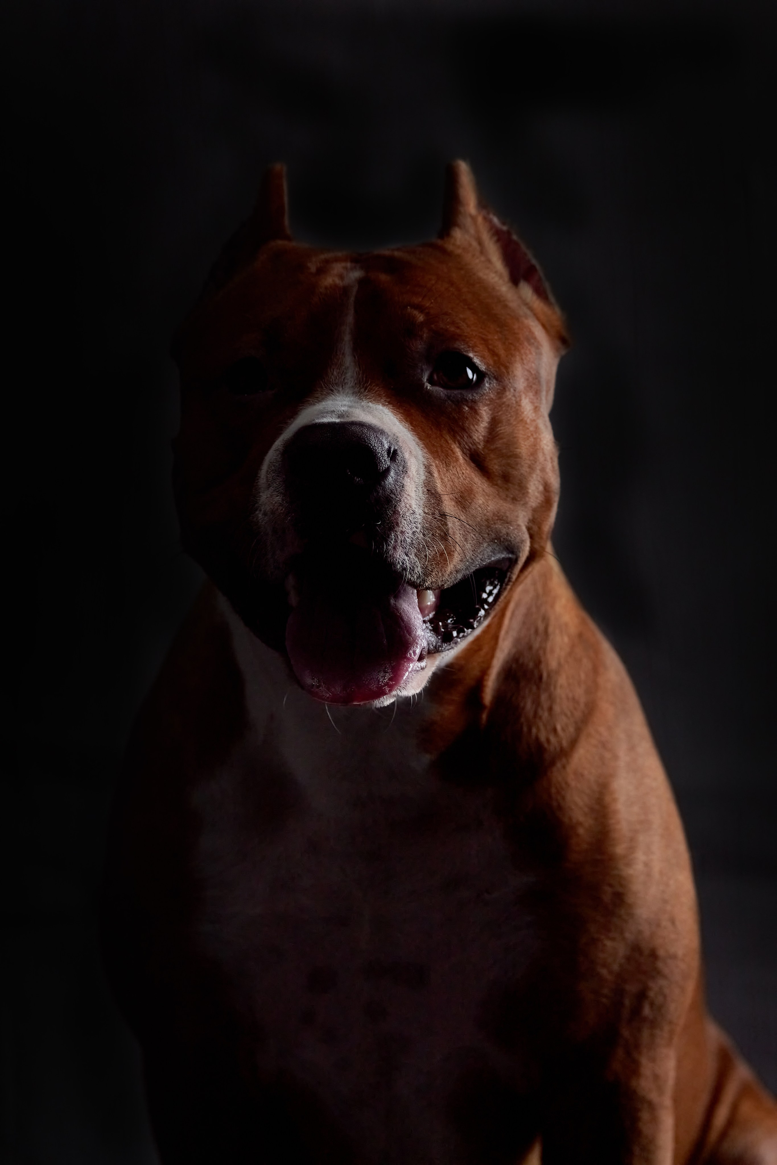 Фотограф анималист — Тула, Москва