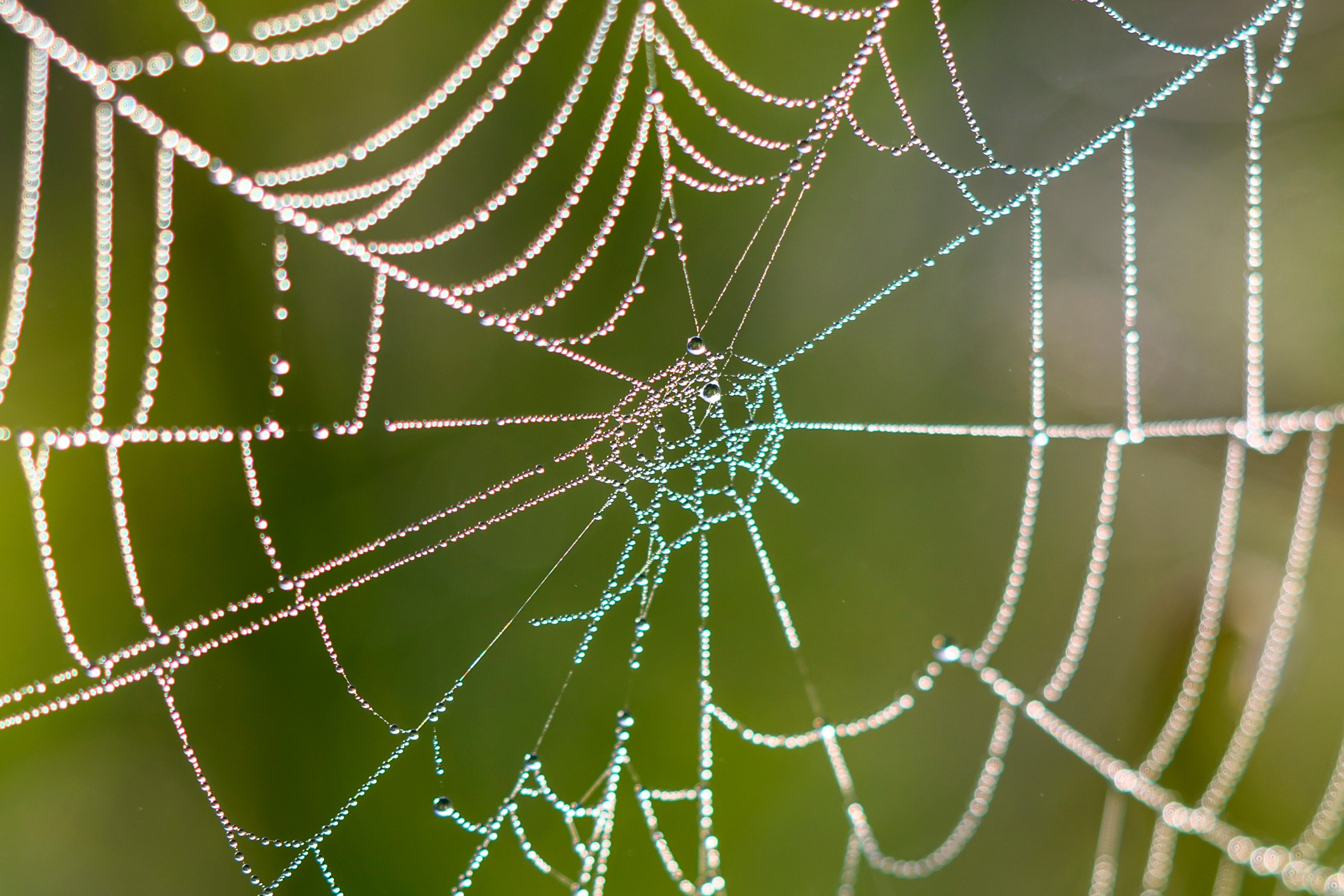 Первая охота совят. The first hunt of owlets. Фотограф Сергей Пупонин