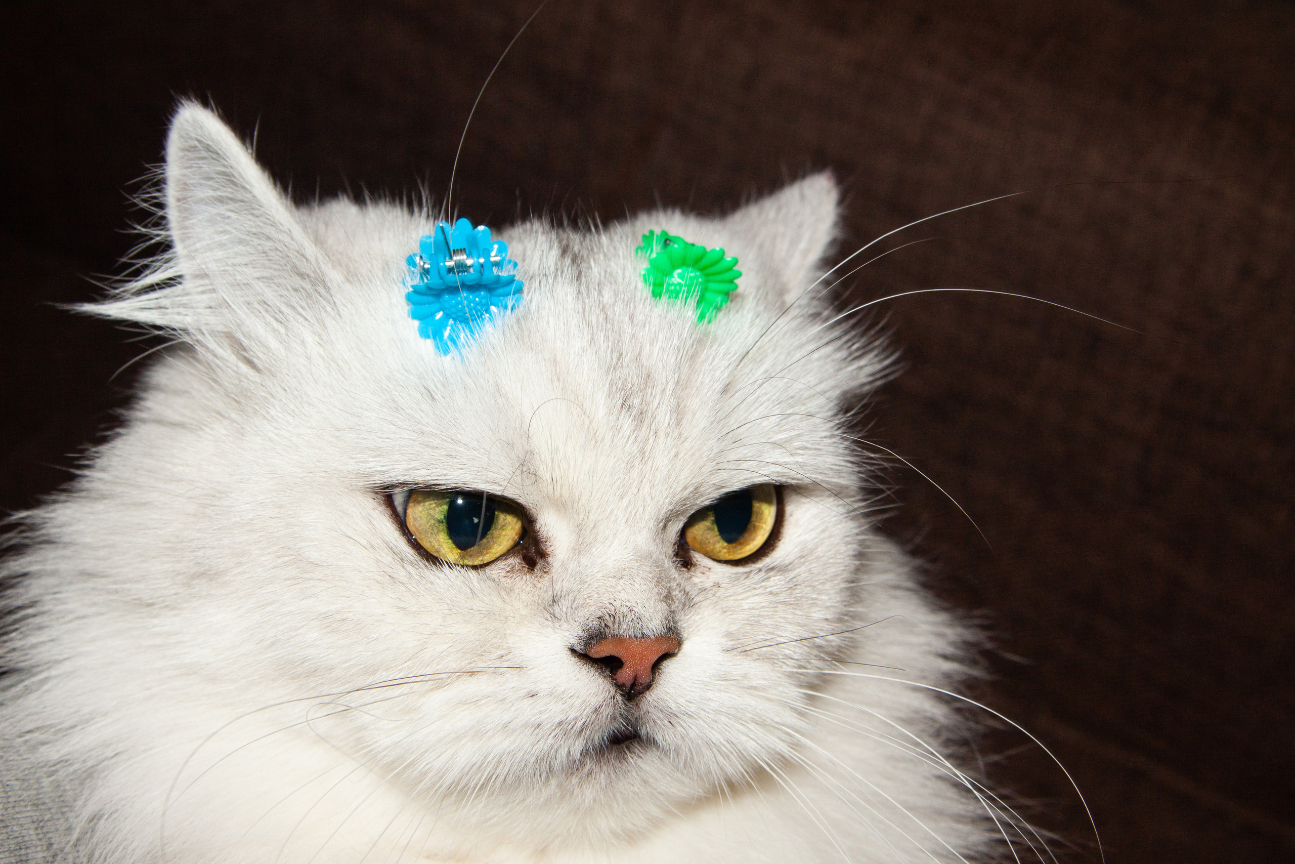 Домашнее обучение. Фотограф Анна Мельникова