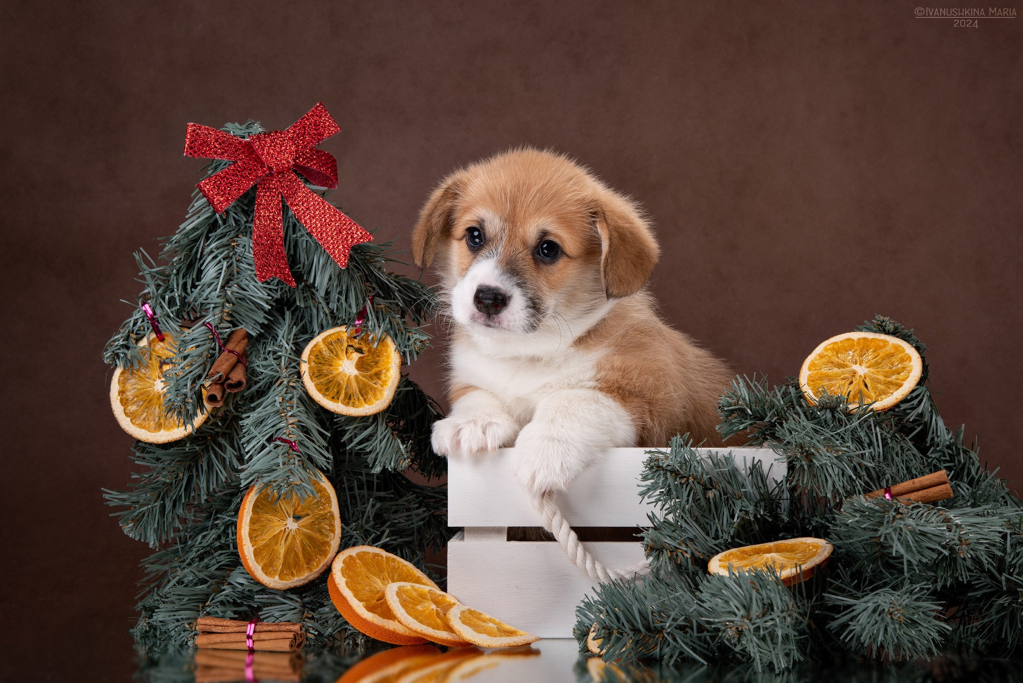 Фотосессия щенков на фонах. Фотограф собак в Москве и Московской области Иванушкина Мария