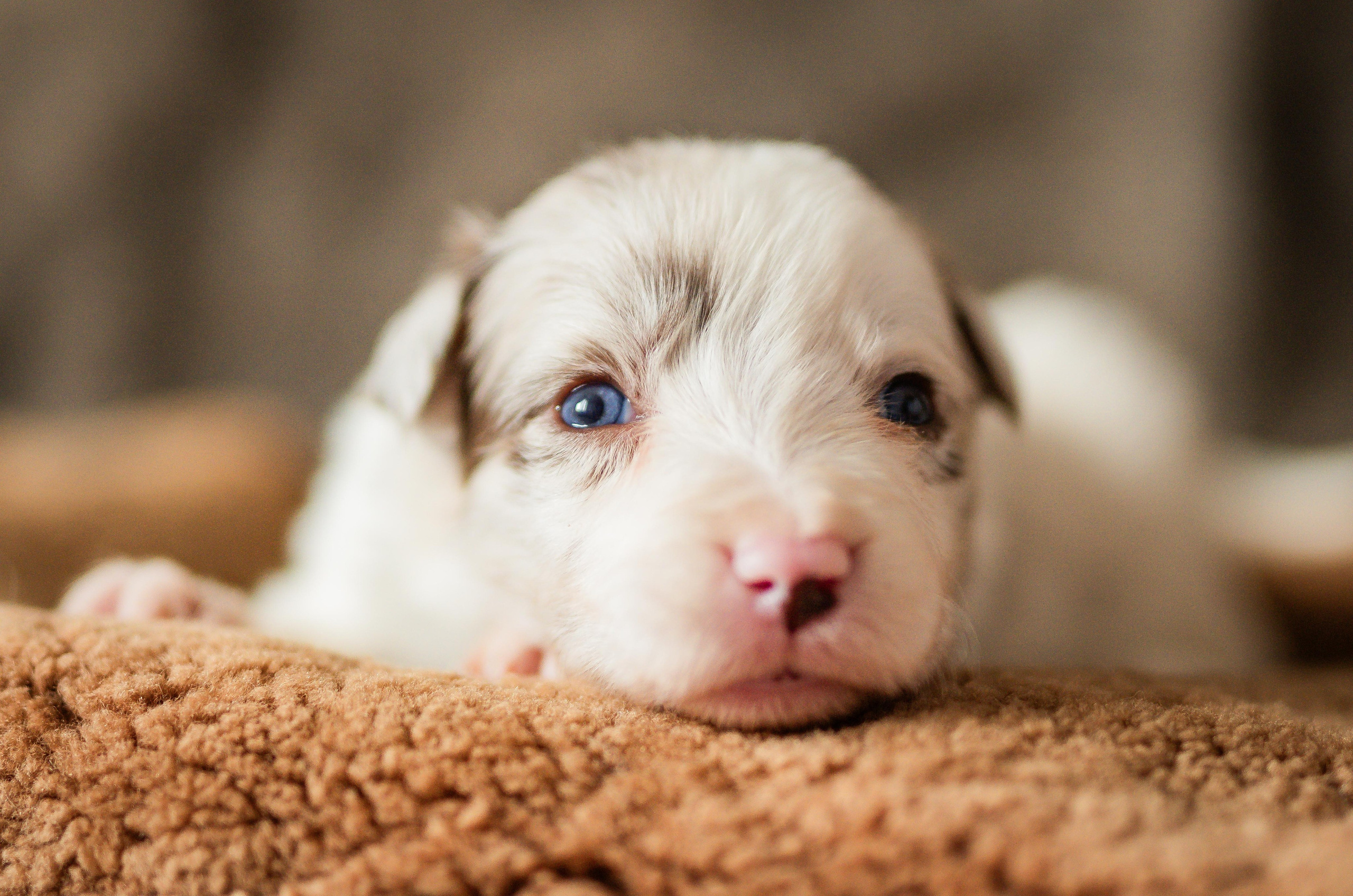 Фритсвит. Семейный фотограф Ефремова Виктория